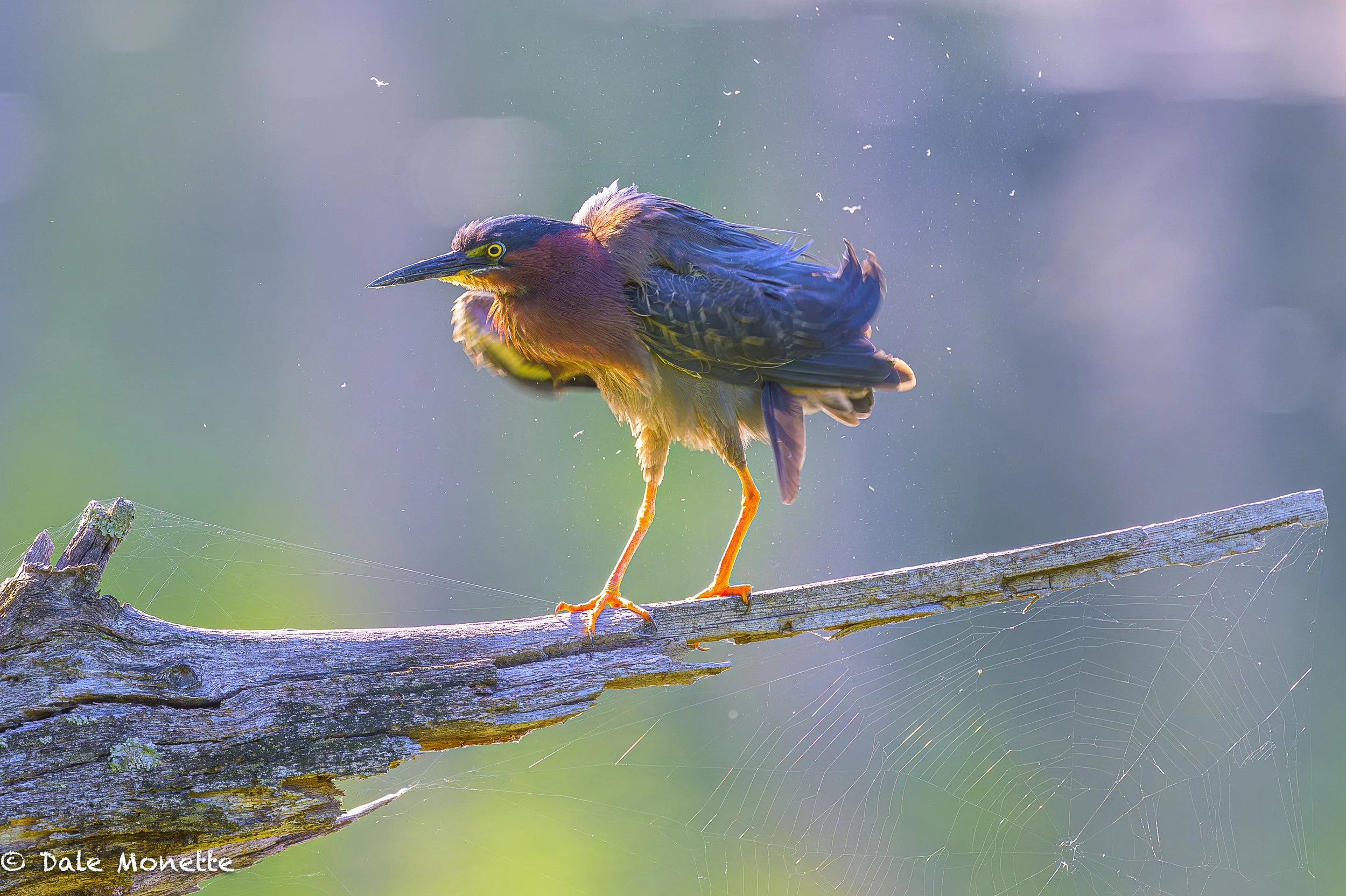   An early morning preening session ends with a big puffy shake to loose dust and lose feathers for this green heron.   