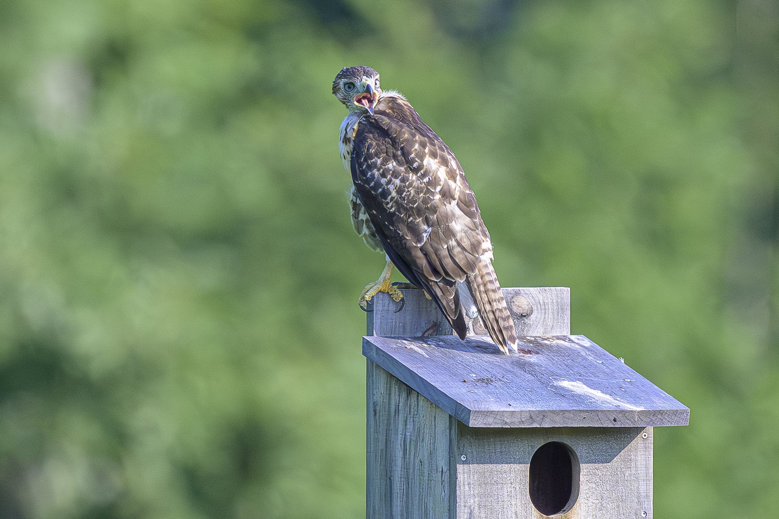   Yesterday morning I found this young red tail hawk just fledged, sitting on top of an unused kestrel box. I sat there waiting for an adult to show up with breakfast. I waited about 20 minutes while I watched and waited. Just as my cell phone went o