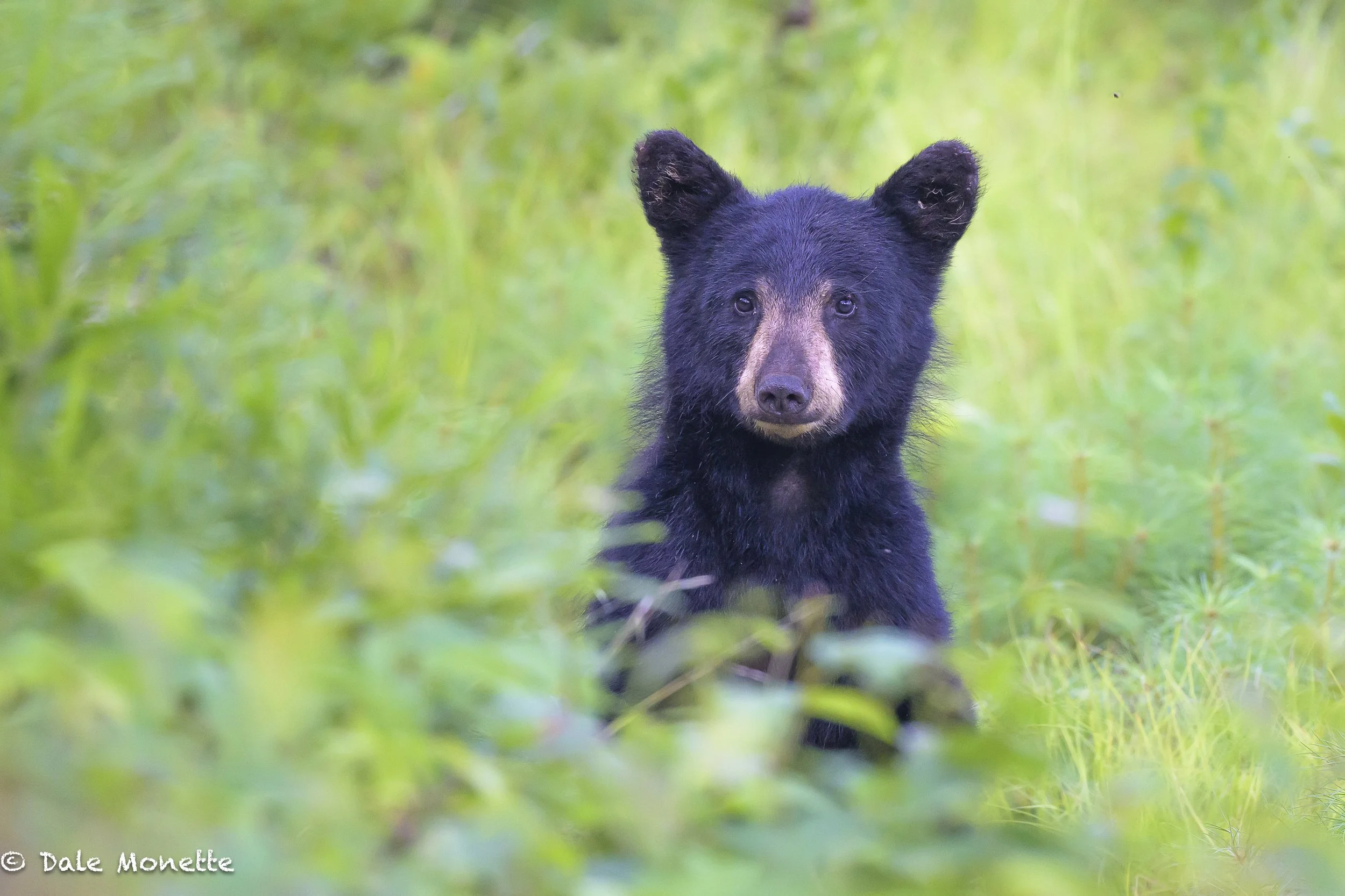      Look who poked up to see who was interrupting his snacking on wild raspberries…  