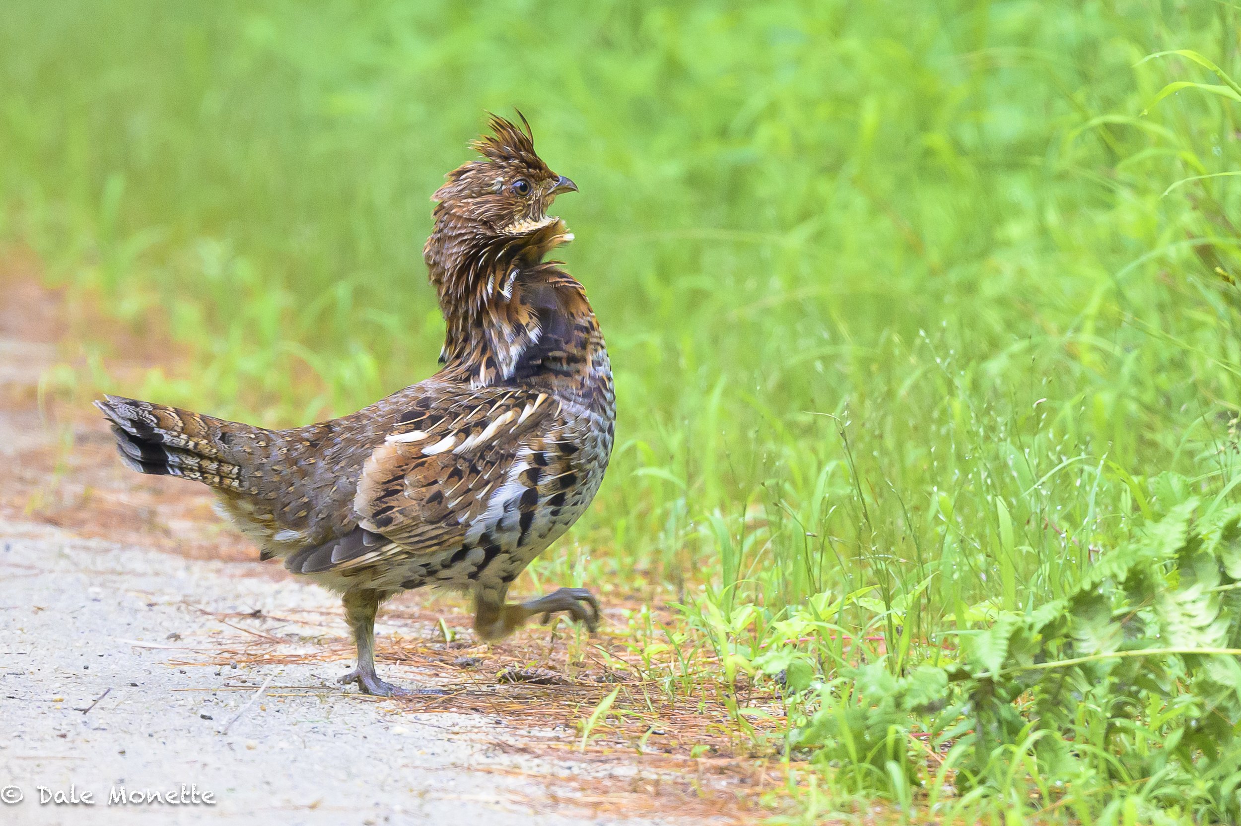  A ruffed grouse was strutting his stuff along side of one of the backroads in New Salem a few evenings ago! I had to stop the car and say hello...  