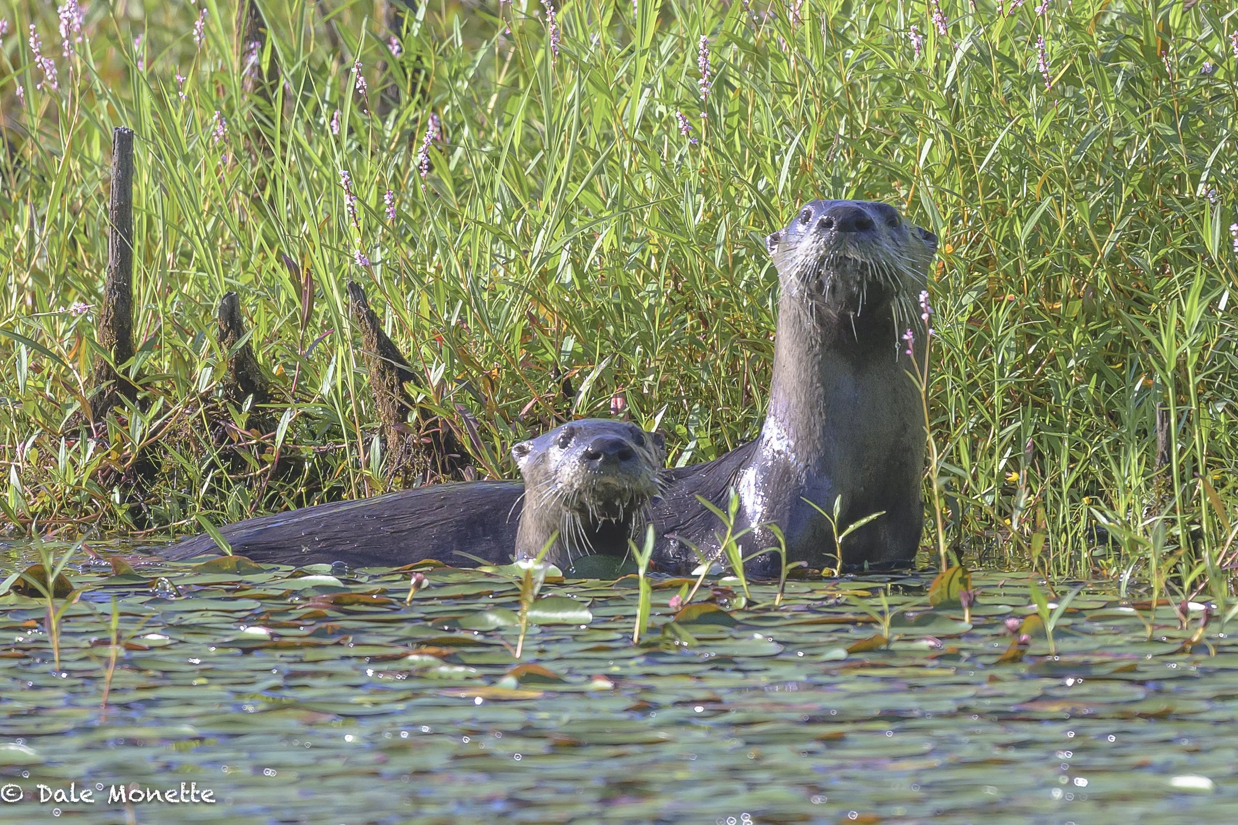   "Halt ! Who goes there? " It was a six otter day, here's 2 of them. Nothing like a silent camera.. otherwise these guys would have been long gone because of the clicking of the shutter.  