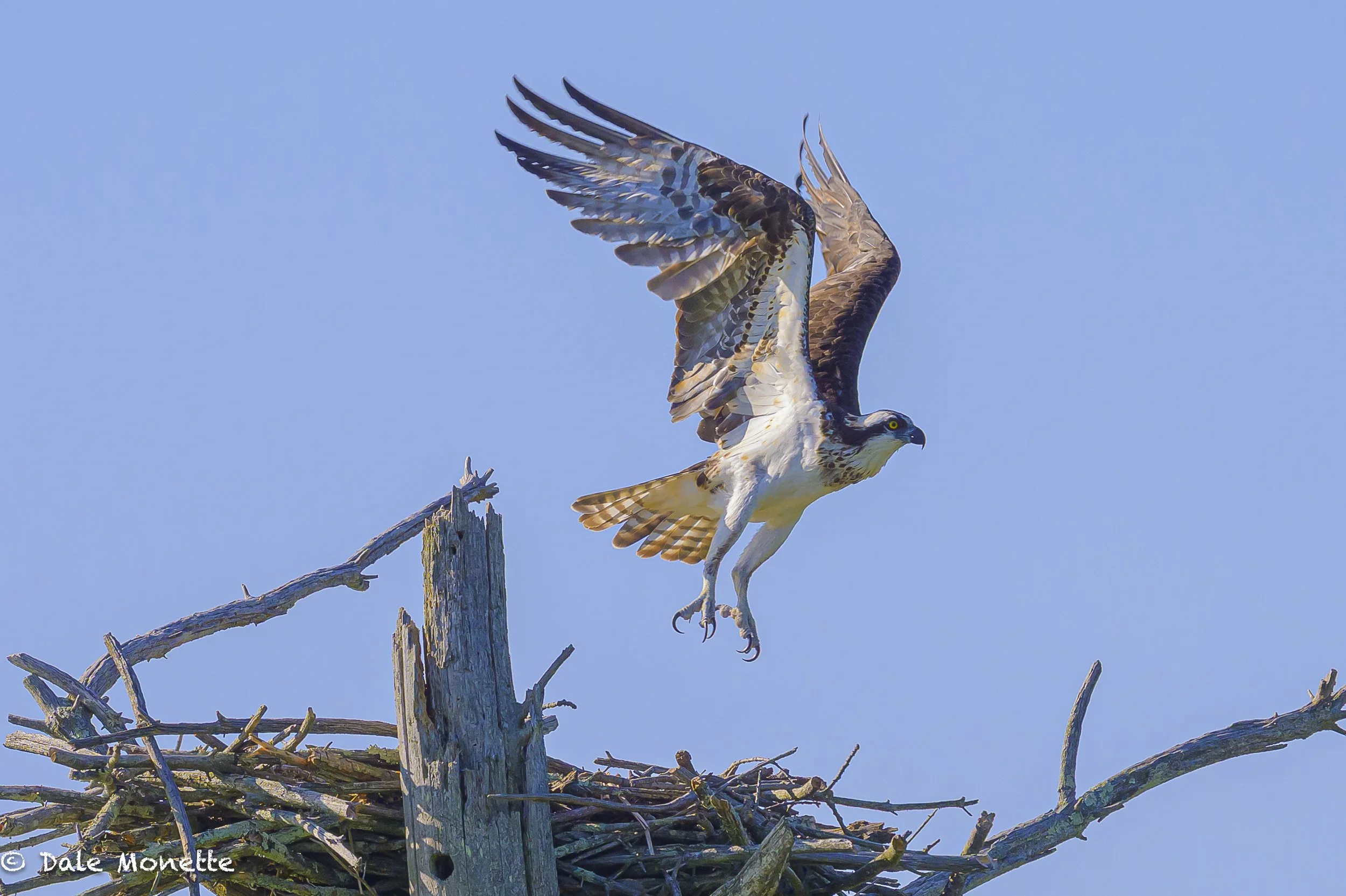   The first osprey nest Ive ever seen in western MA.  This one failed but the birds keep coming back sporadically.  Maybe they were young birds and will do the job right next year….heres hoping!  