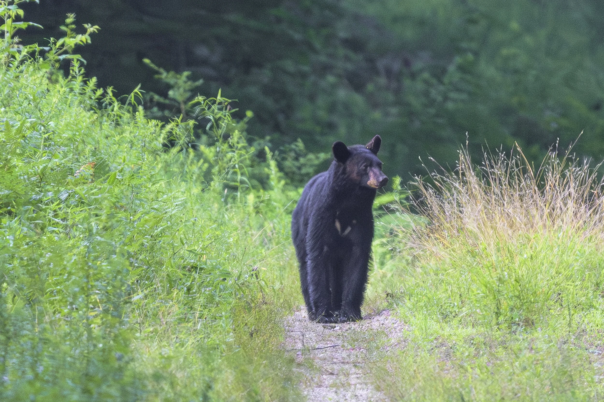   Every now and then I happen to find a bear with a white "V" on their chest. It's not uncommon but kind of cool to see. This one had a cub in the bushes and wanted to cross the trail so I walked back a ways then saw the cub run after her and they ra