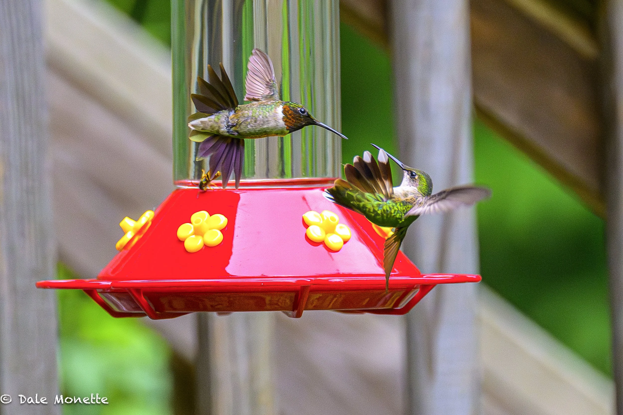  Hummingbird Olympics!    