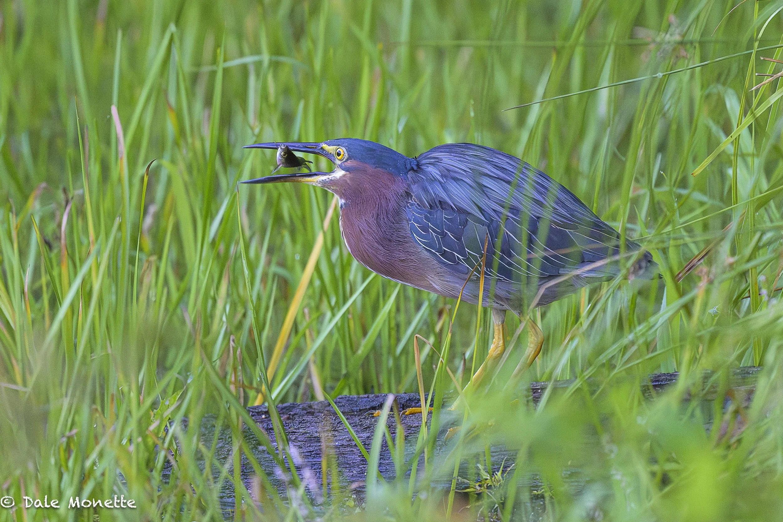   Welcome to the swamp where fishing is great  :).  !    