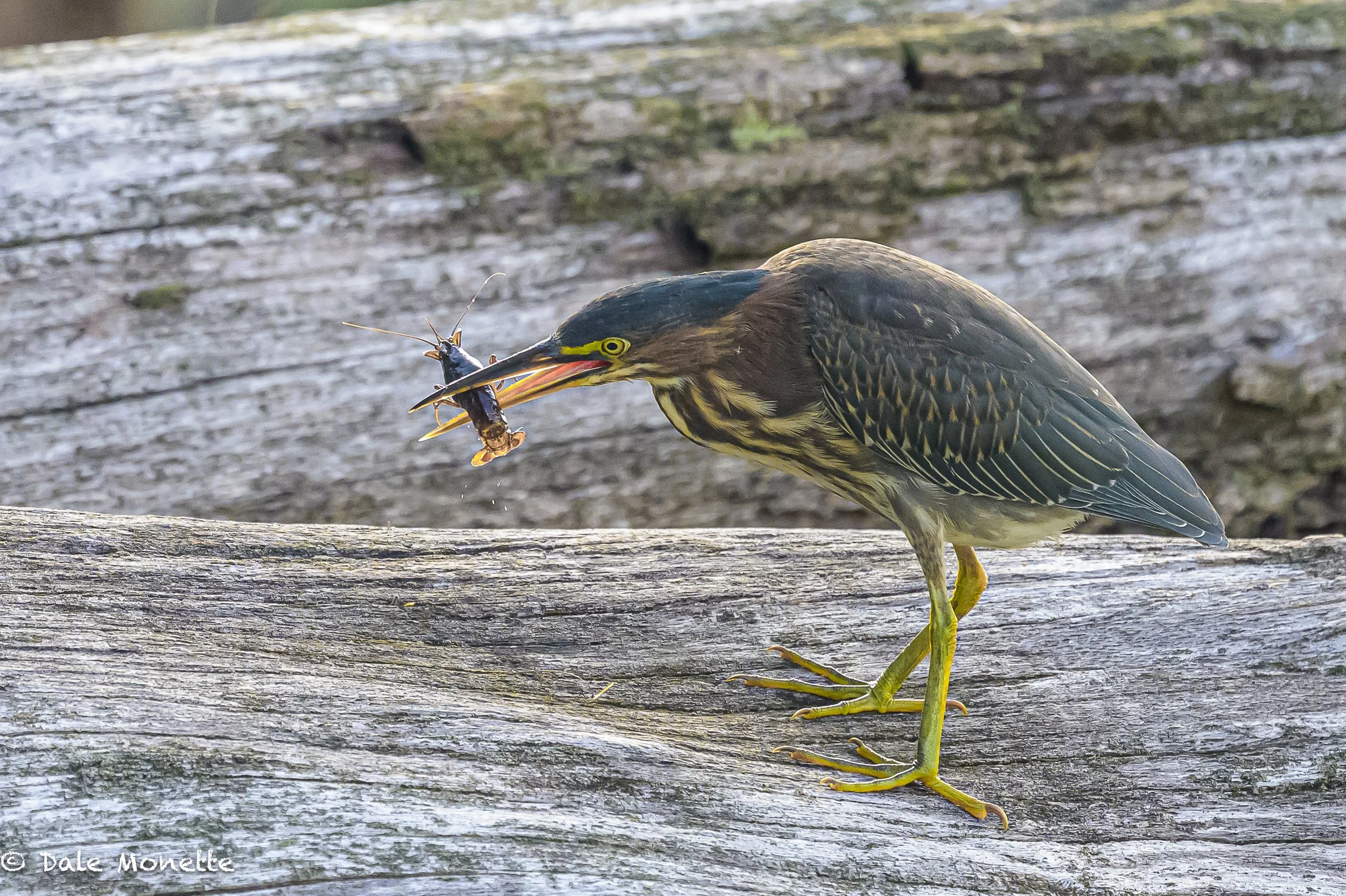   I’ve been spending lots of time photographing green heron chicks in a large dead tree swamp near my house.  I waited along the shore in the woods for 3 hours before this juvenile heron landed on a dead tree in the water and started hauling crayfish