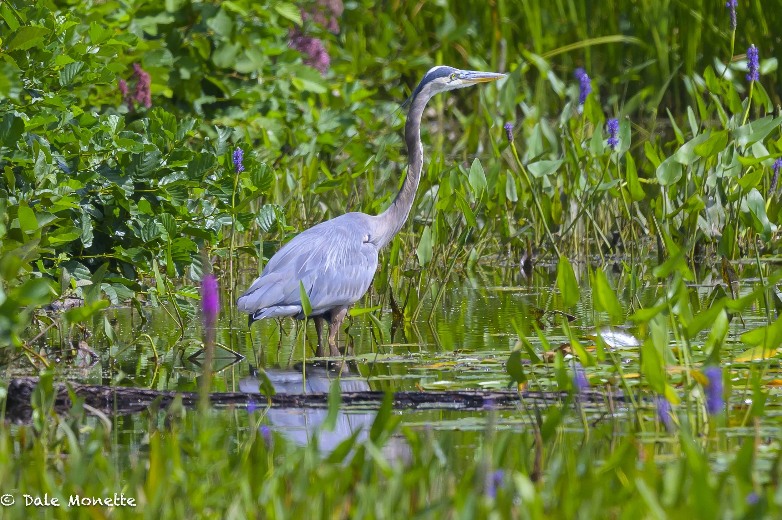   The end of summer and the great blue herons start to wander. Mid August most of them have lost their territorial instincts of nesting season. This guy was at the power canal a few days ago in Turner's Falls catching breakfast. I love watching these