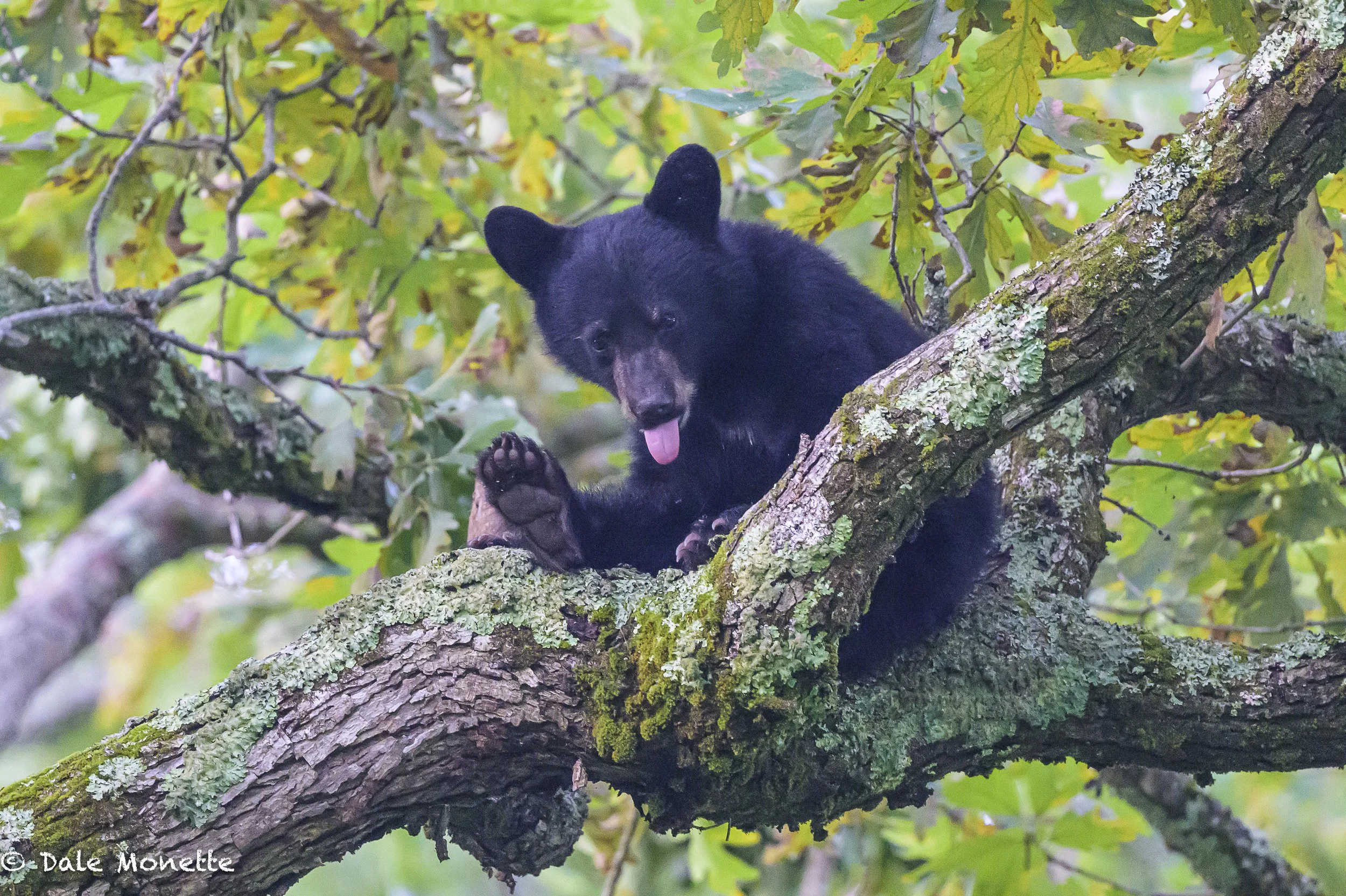   One of 3 cubs 70 feet up in a hickory tree eating nuts. I was able to sneak up without disturbing them from their breakfast.  I have no idea where mom was but I certainly was alert!   