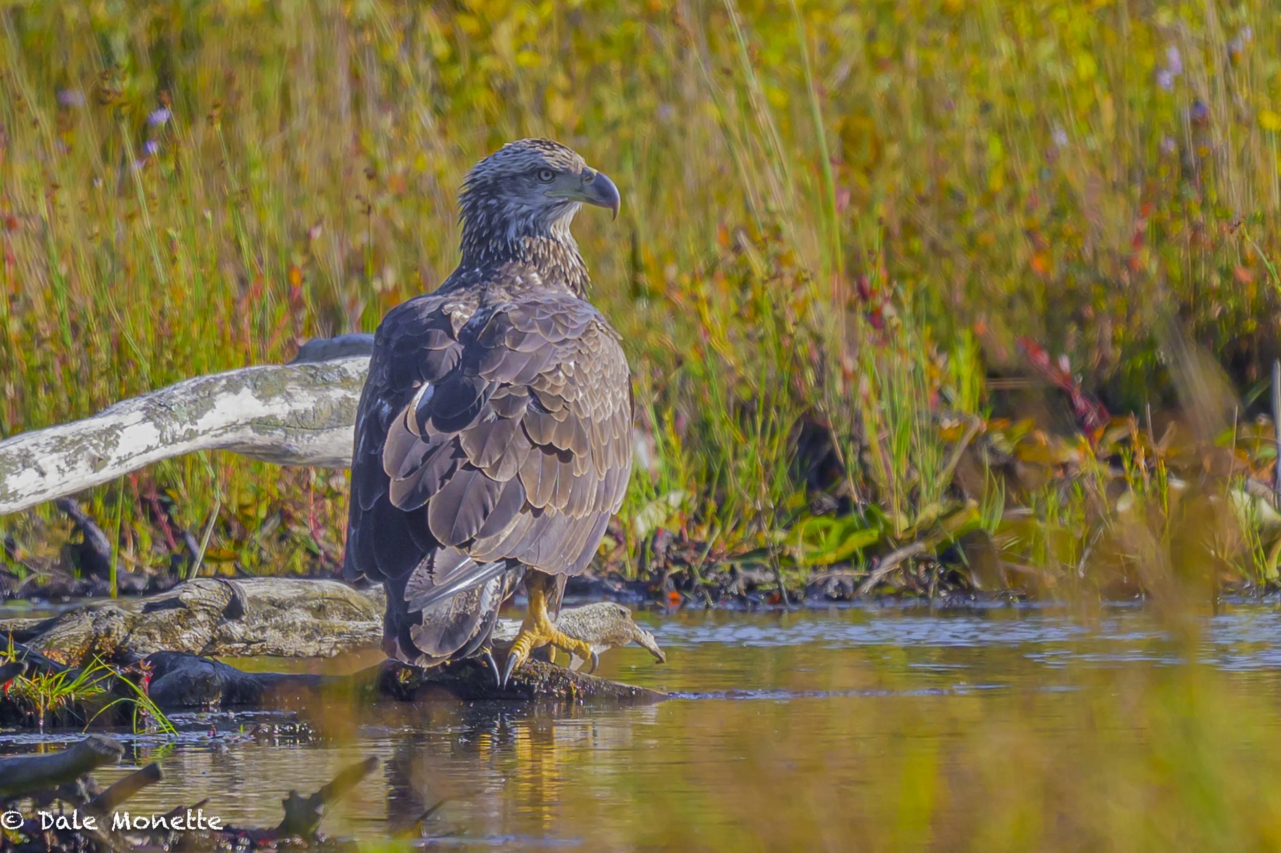   The last time I saw a large bird in this New Salem swamp it turned out to be a sandhill crane. This time it was a juvenile bald eagle... check out the claws on its feet !  