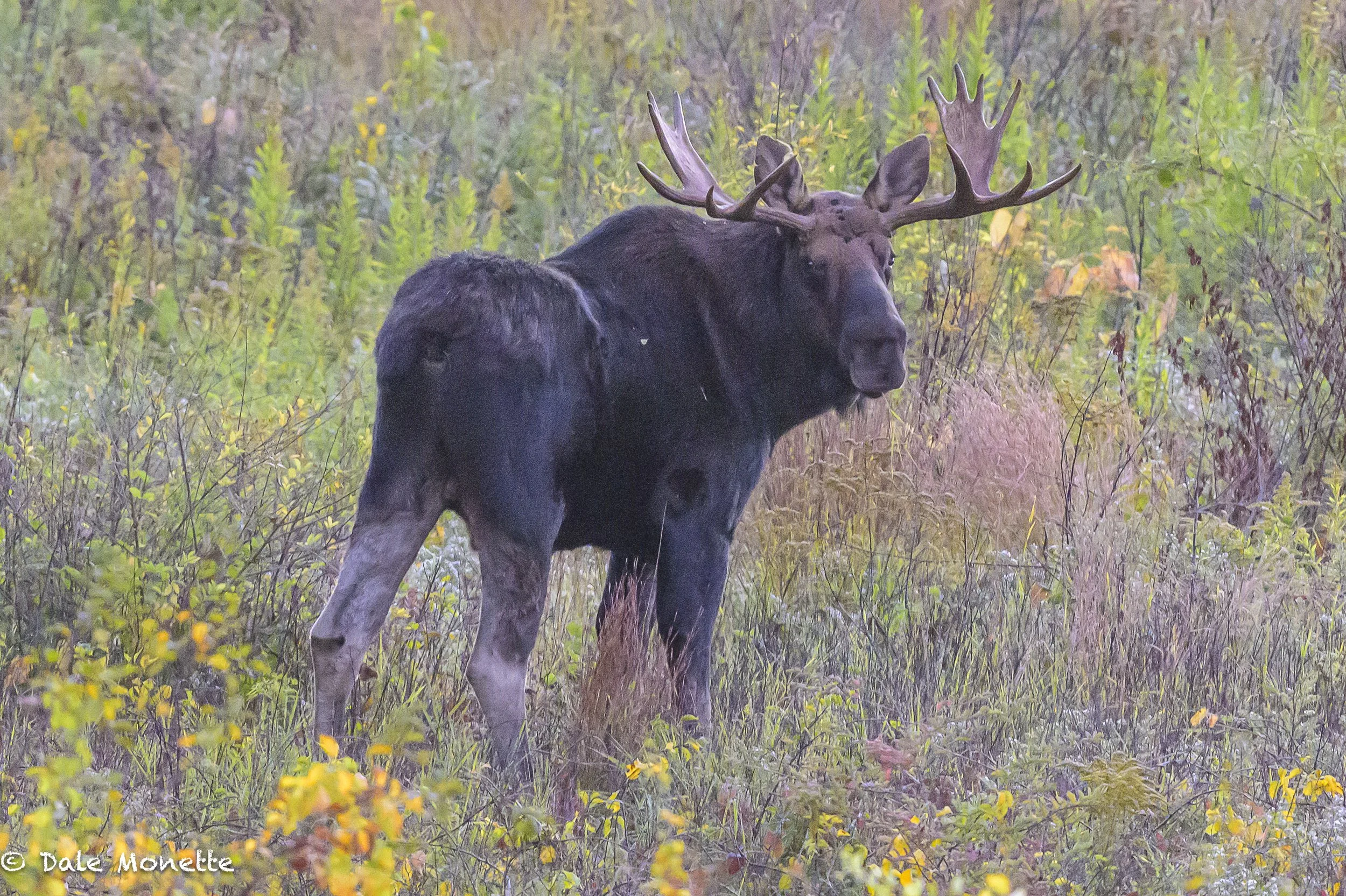   My pal “Nick”….  taken thru my other pal, 800mm lens… cropped  