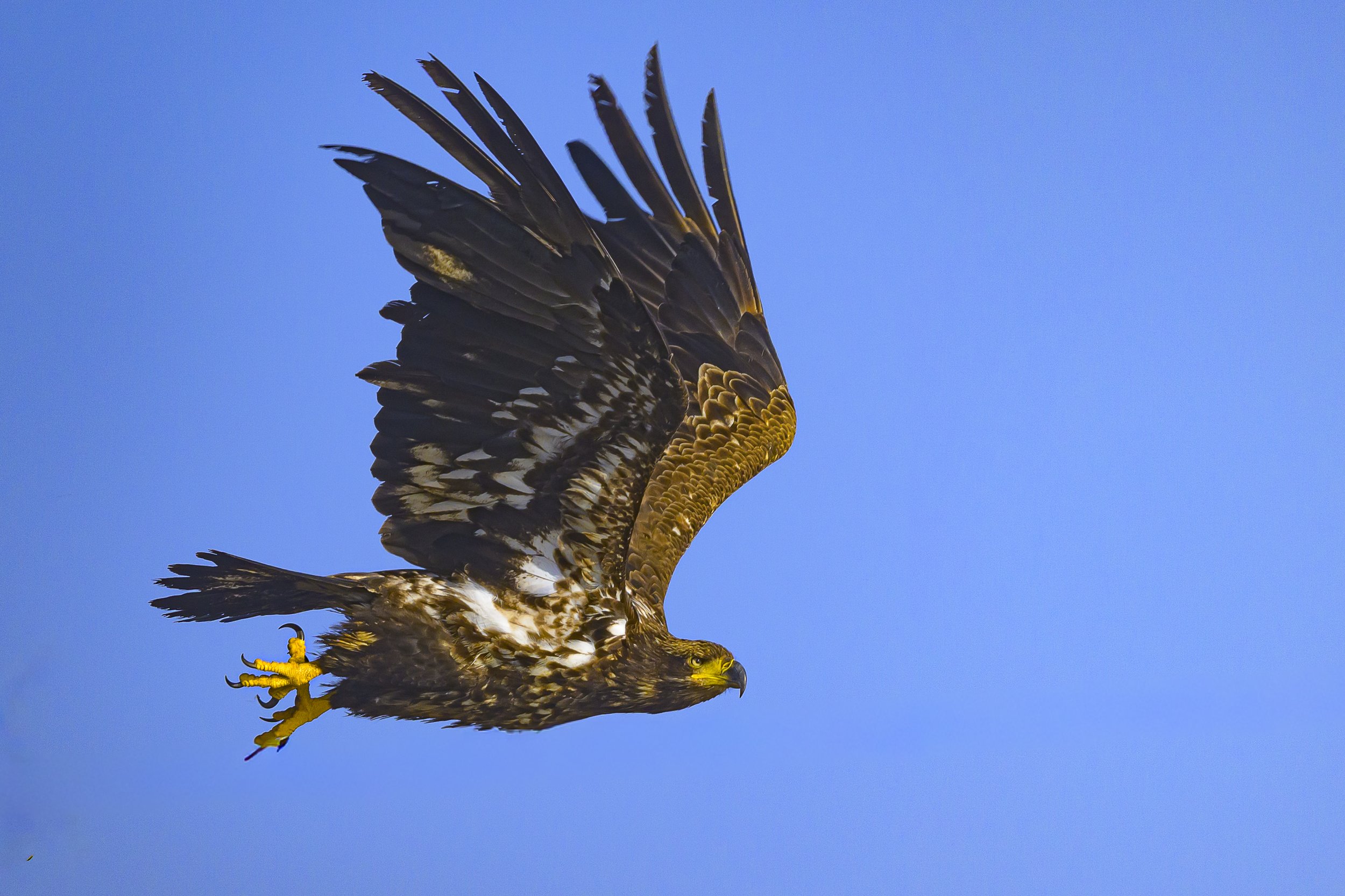  Immature bald eagle, Cape Breton Island, Nova Scotia…June 2026  