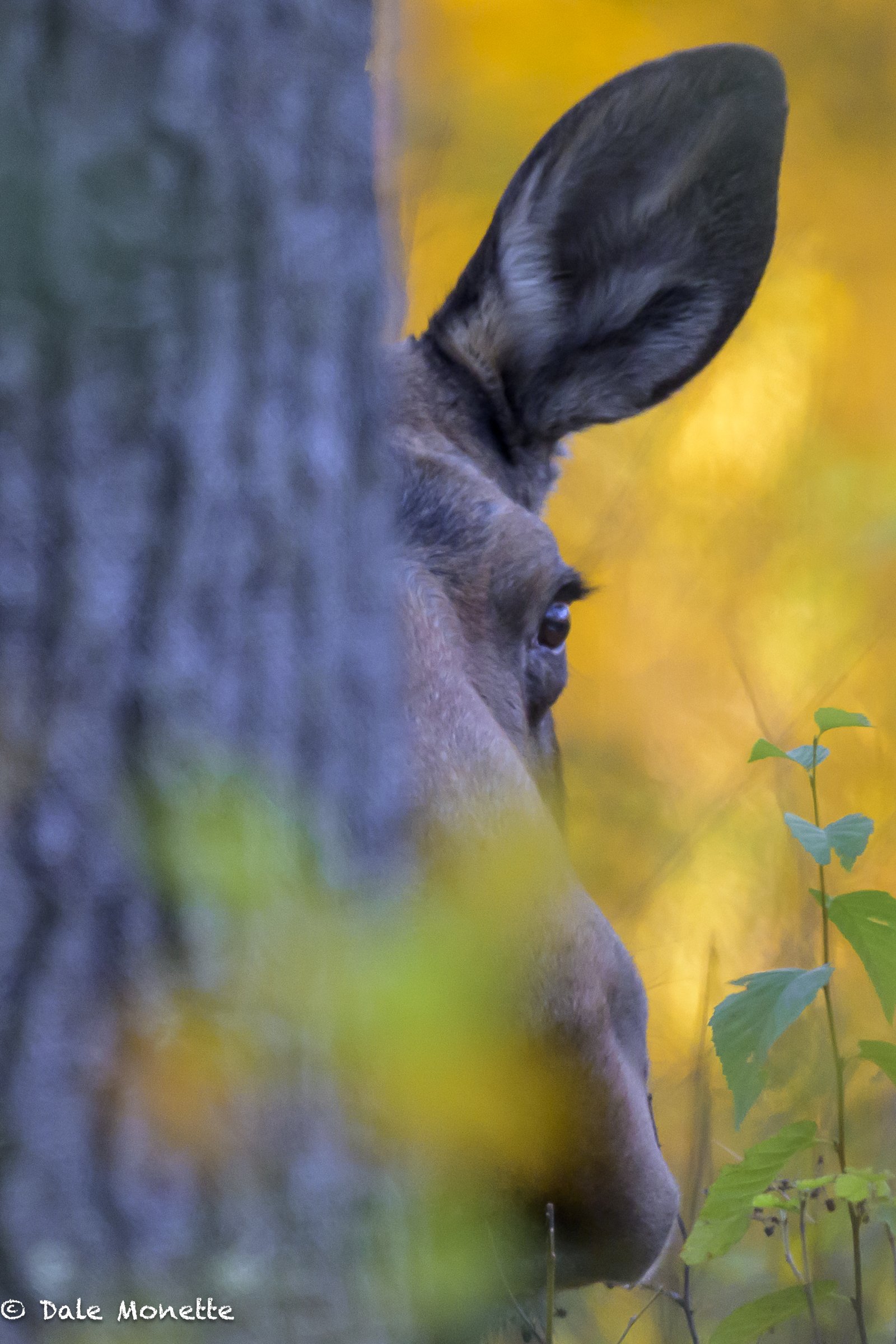   You never know what's lurking behind the trees..  