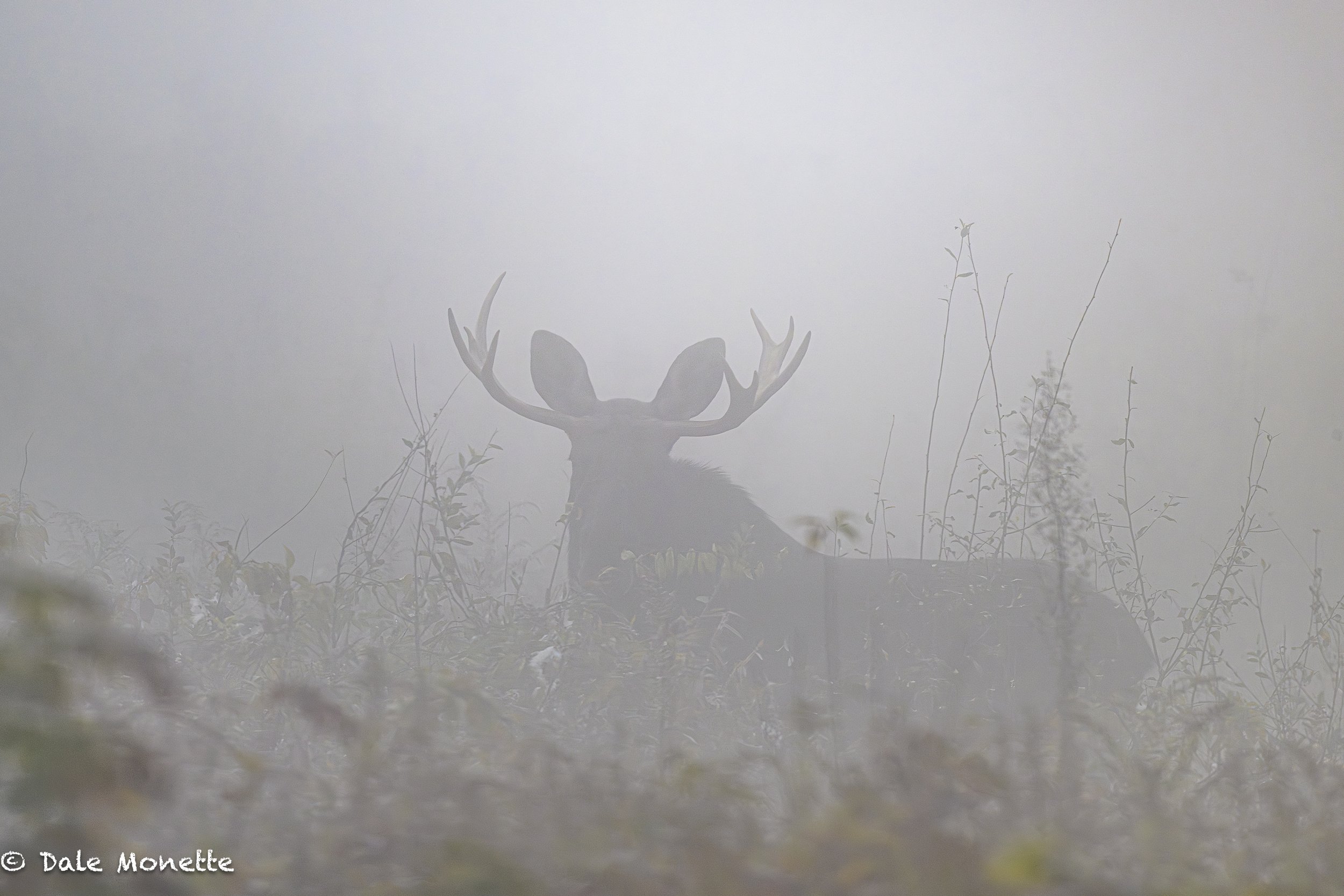   A foggy day in moose land…  