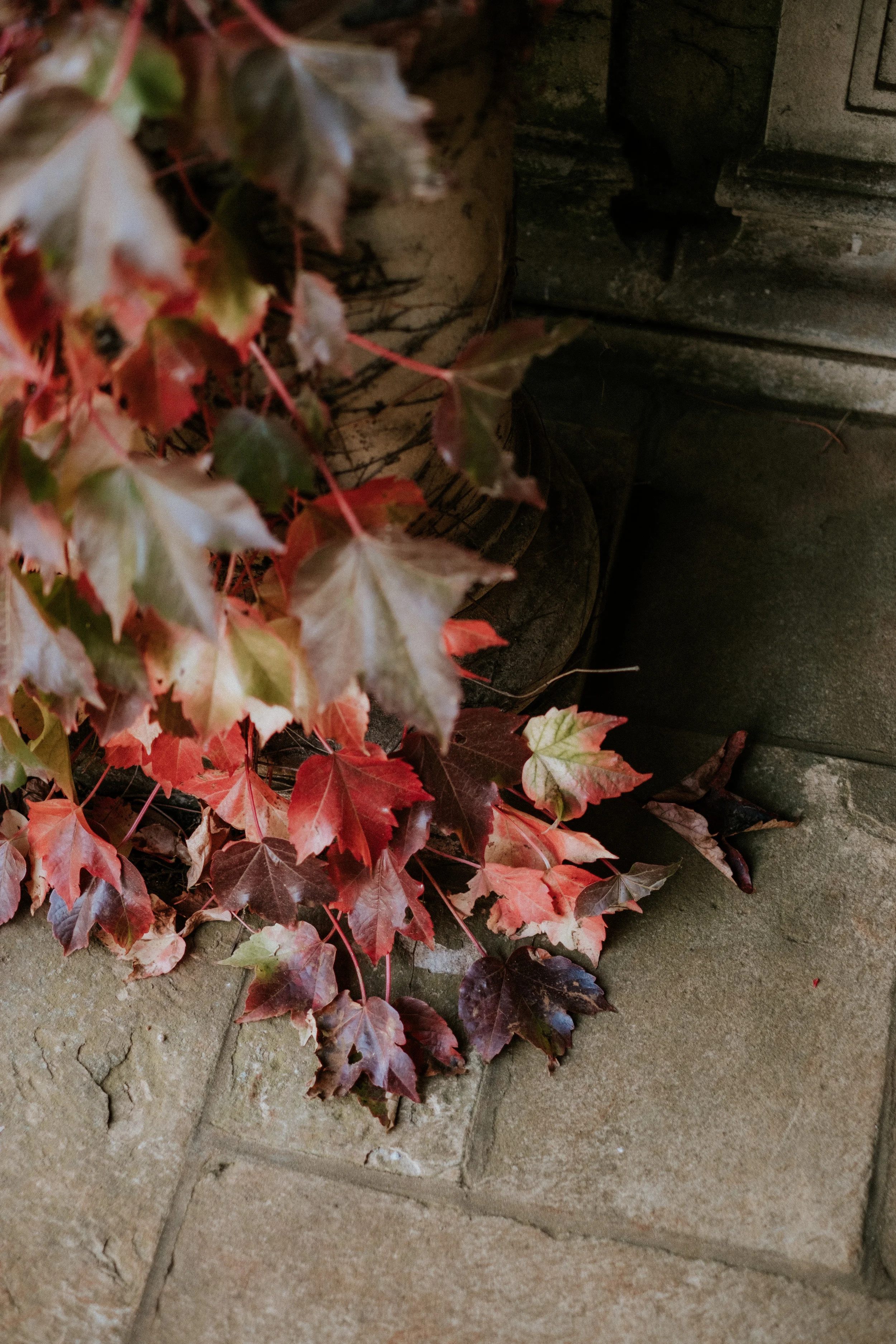 Image by photographer Van Middleton at beautiful Bendooley Estate in Berrima, Southern Highlands NSW.