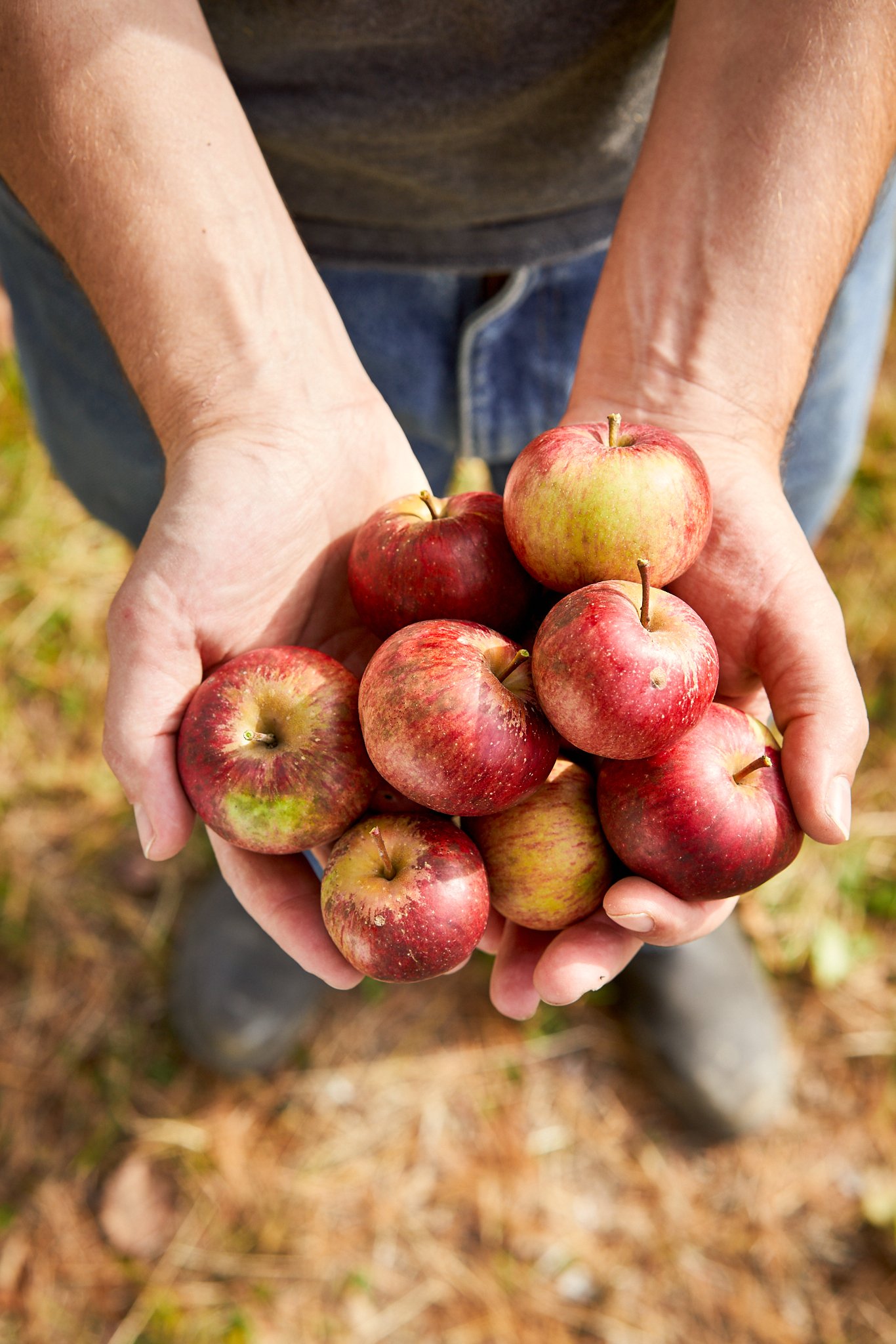 A handful of fresh picked apples, Norumbega Cidery, Editorial photography, Ben Macri, Maine