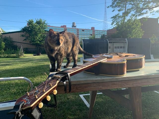 #guitar #cat