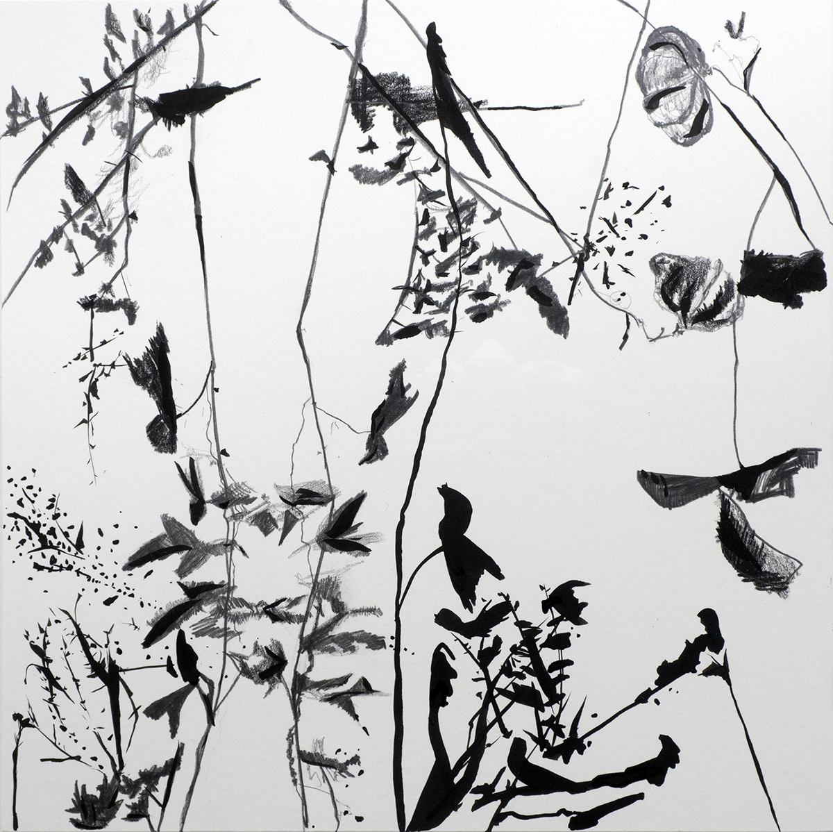 Bird Leaves, 2015 graphite and ink on mat board 18” x 18”