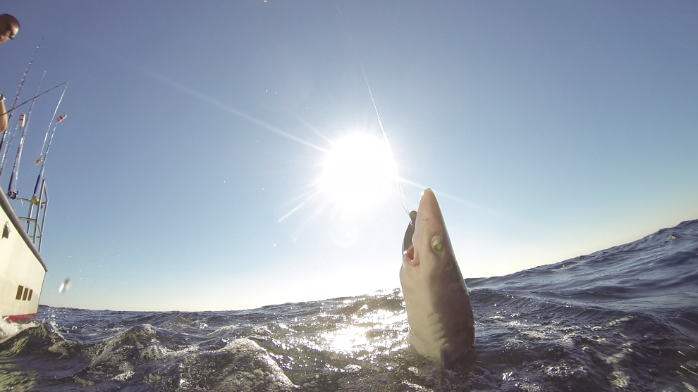 GC_Shark_6.png
