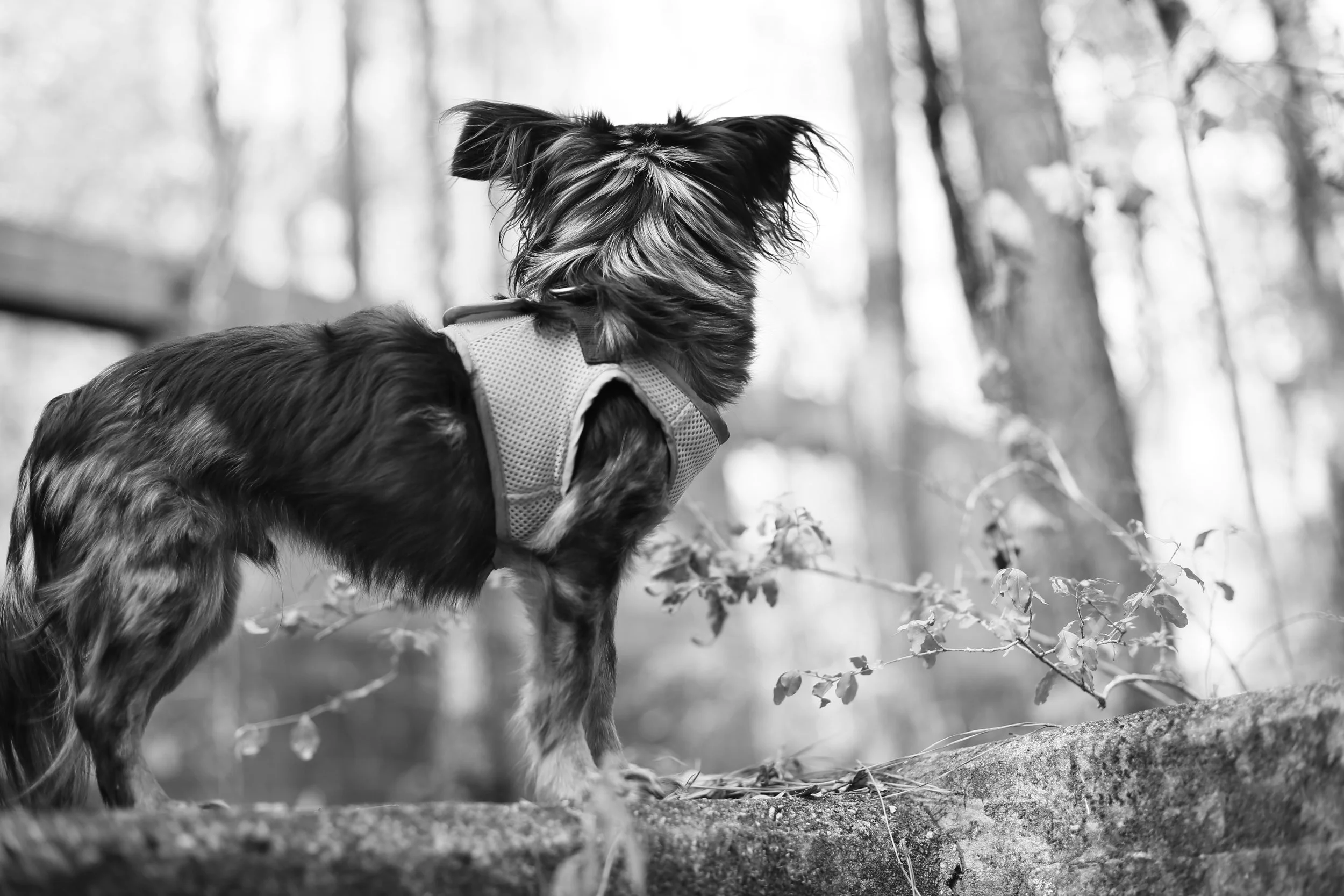 Hiking pupper