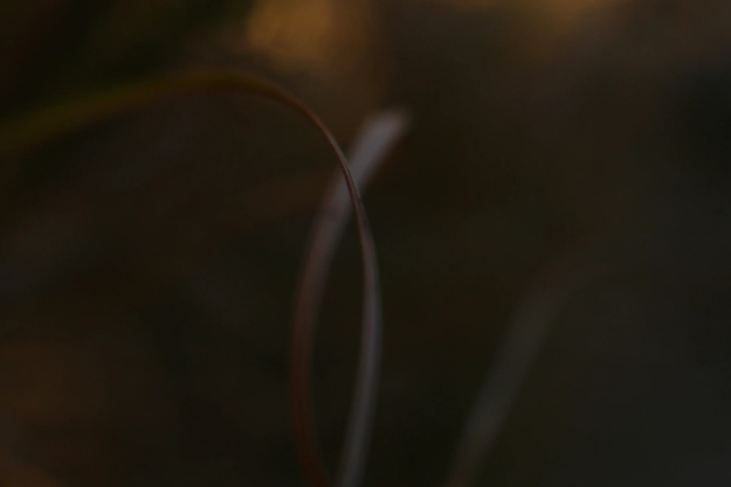 Intrigued by my new lens extension tubes and the impossibility of focus.