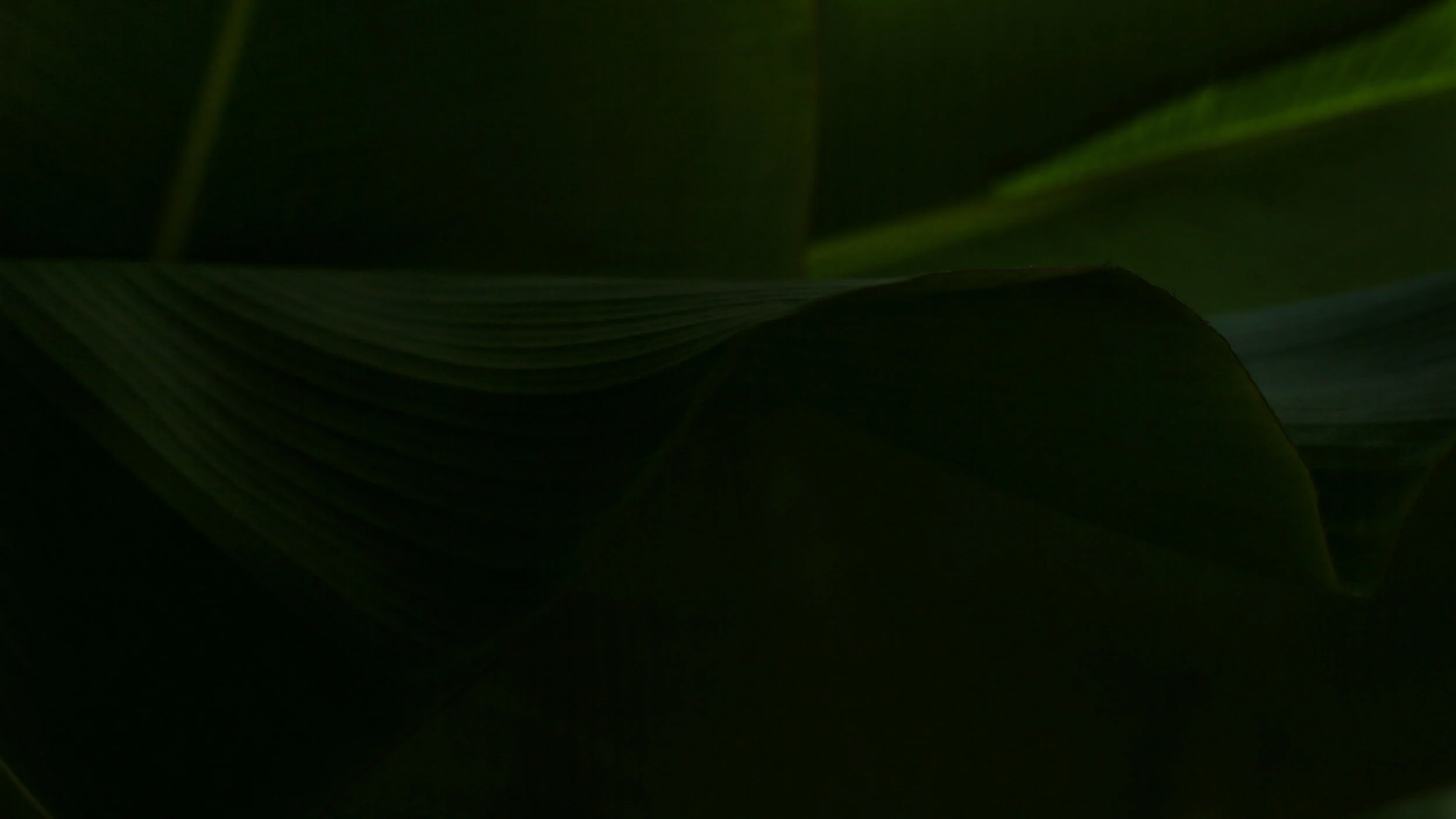 leaf.jpg