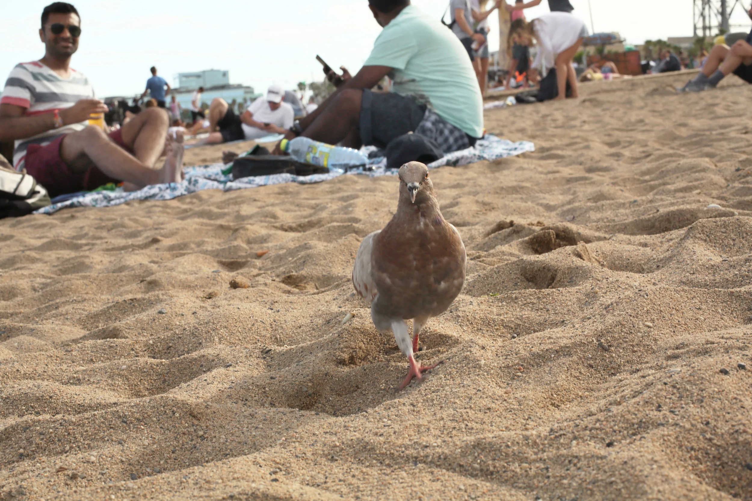 beach20.jpg