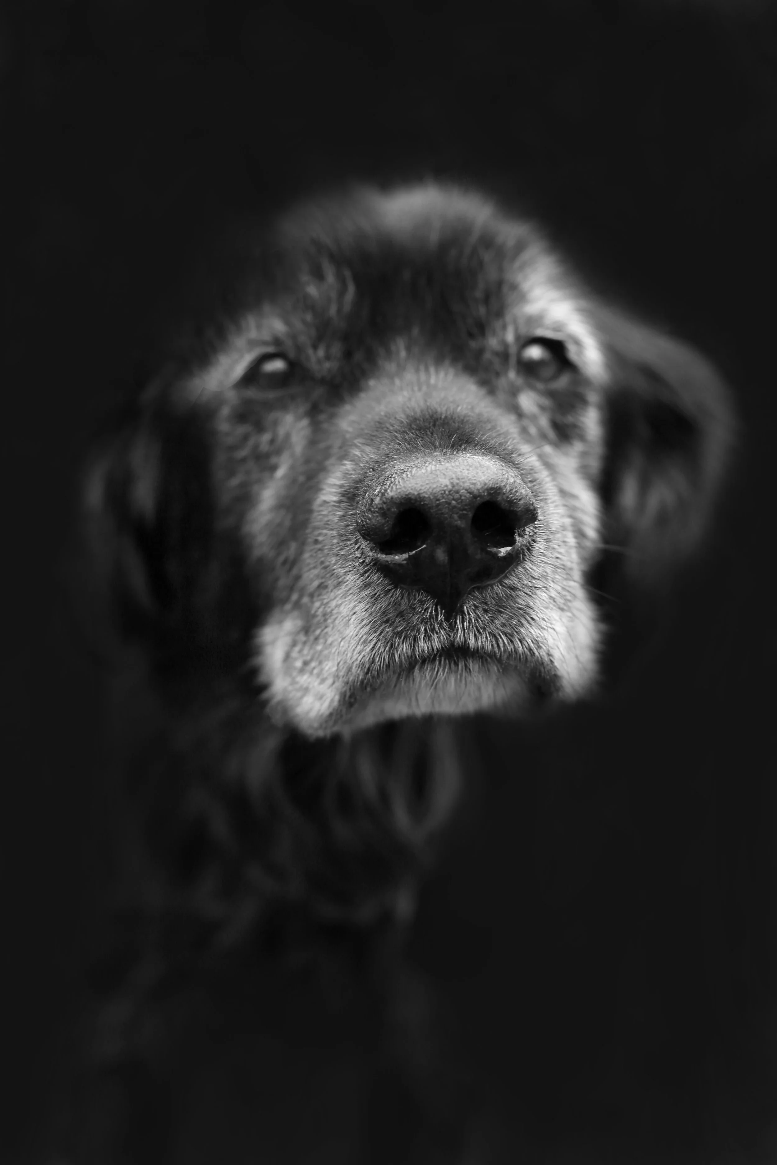 puppybwb.jpg