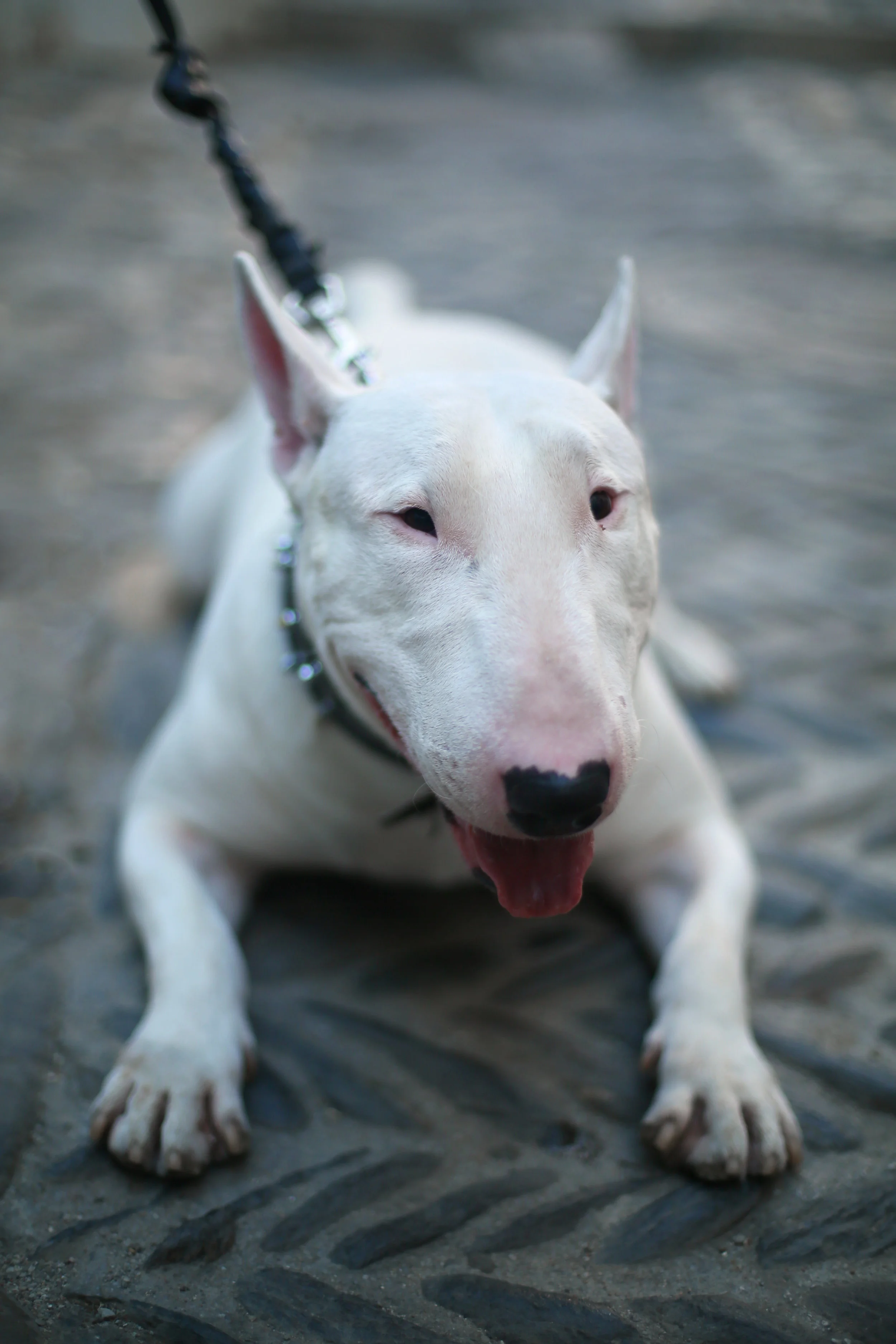 dog.jpg
