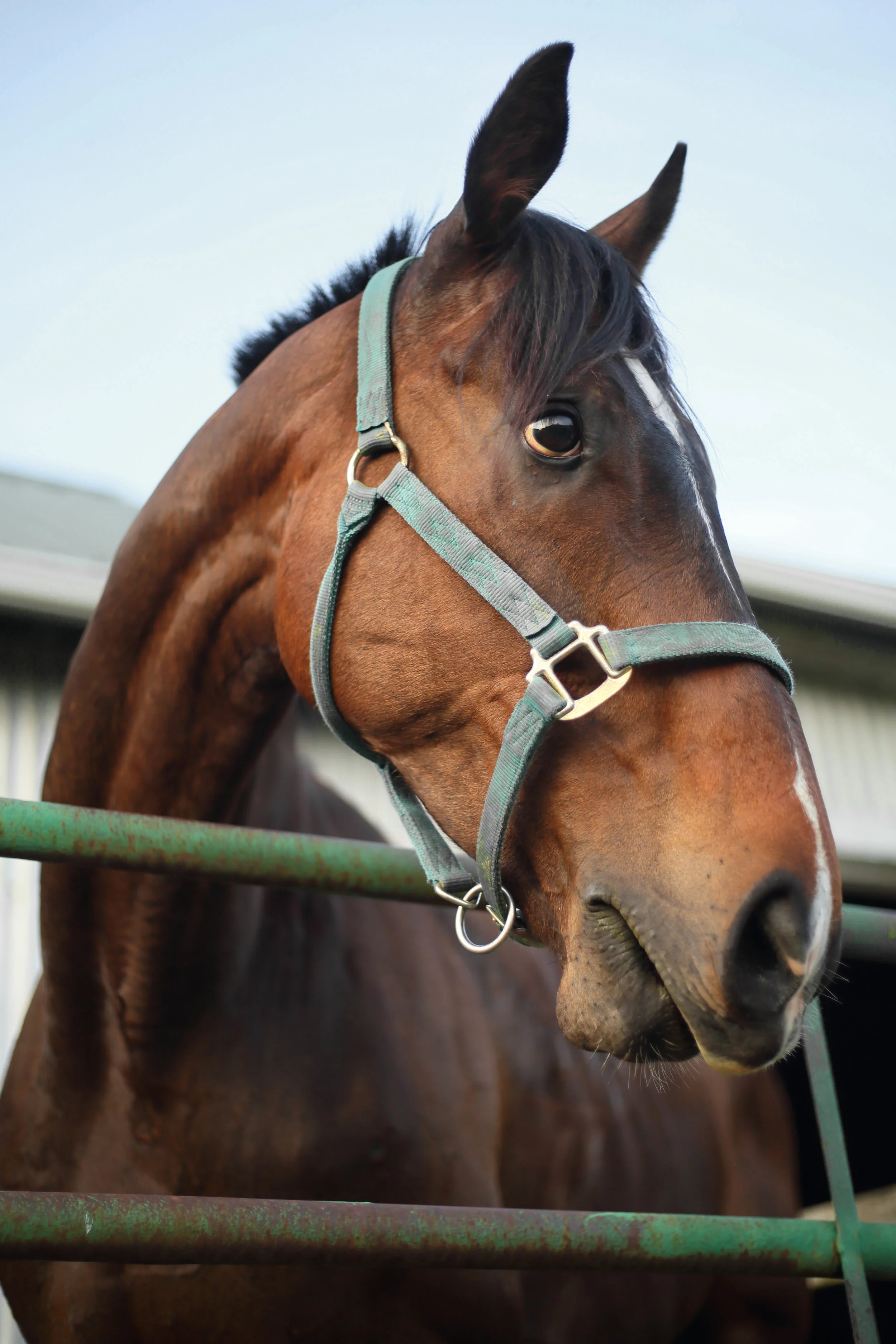 Nick, Carrot’s “neigh”bor