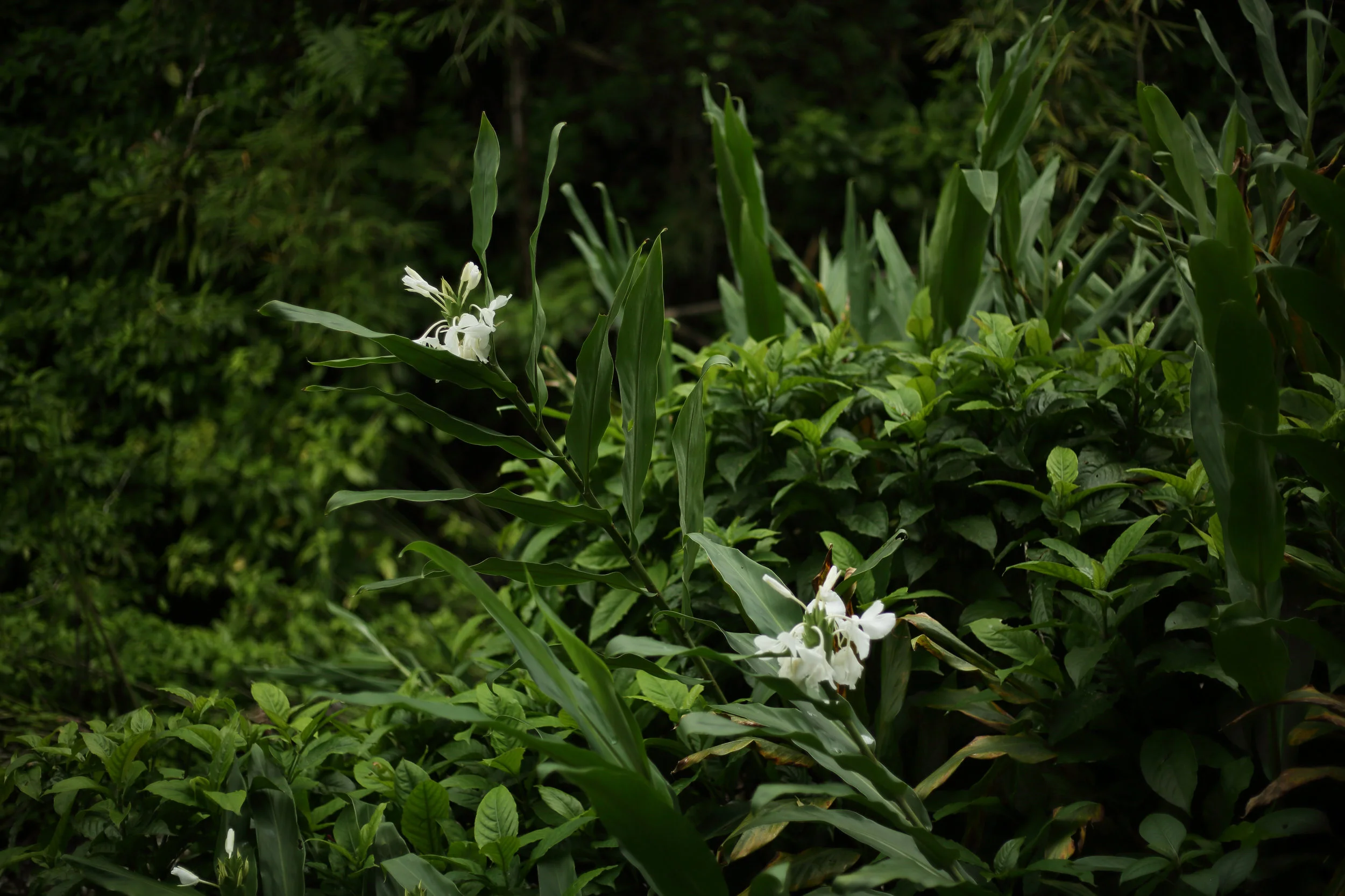 White Jasmine blossoms