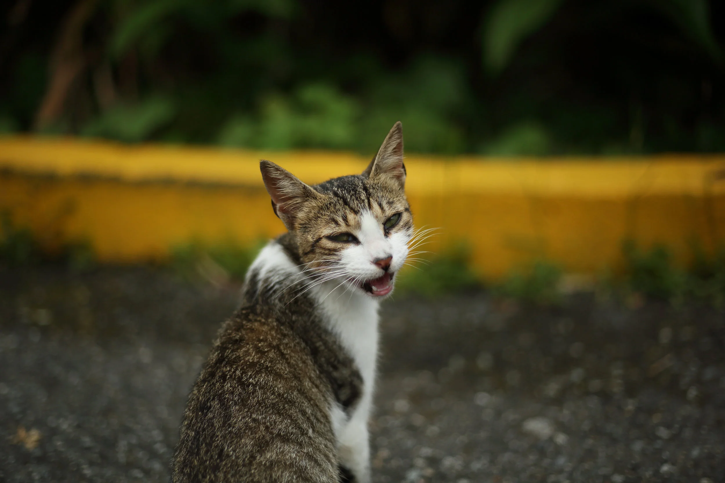 A very loud kitten mewling his affections in the parking lot.