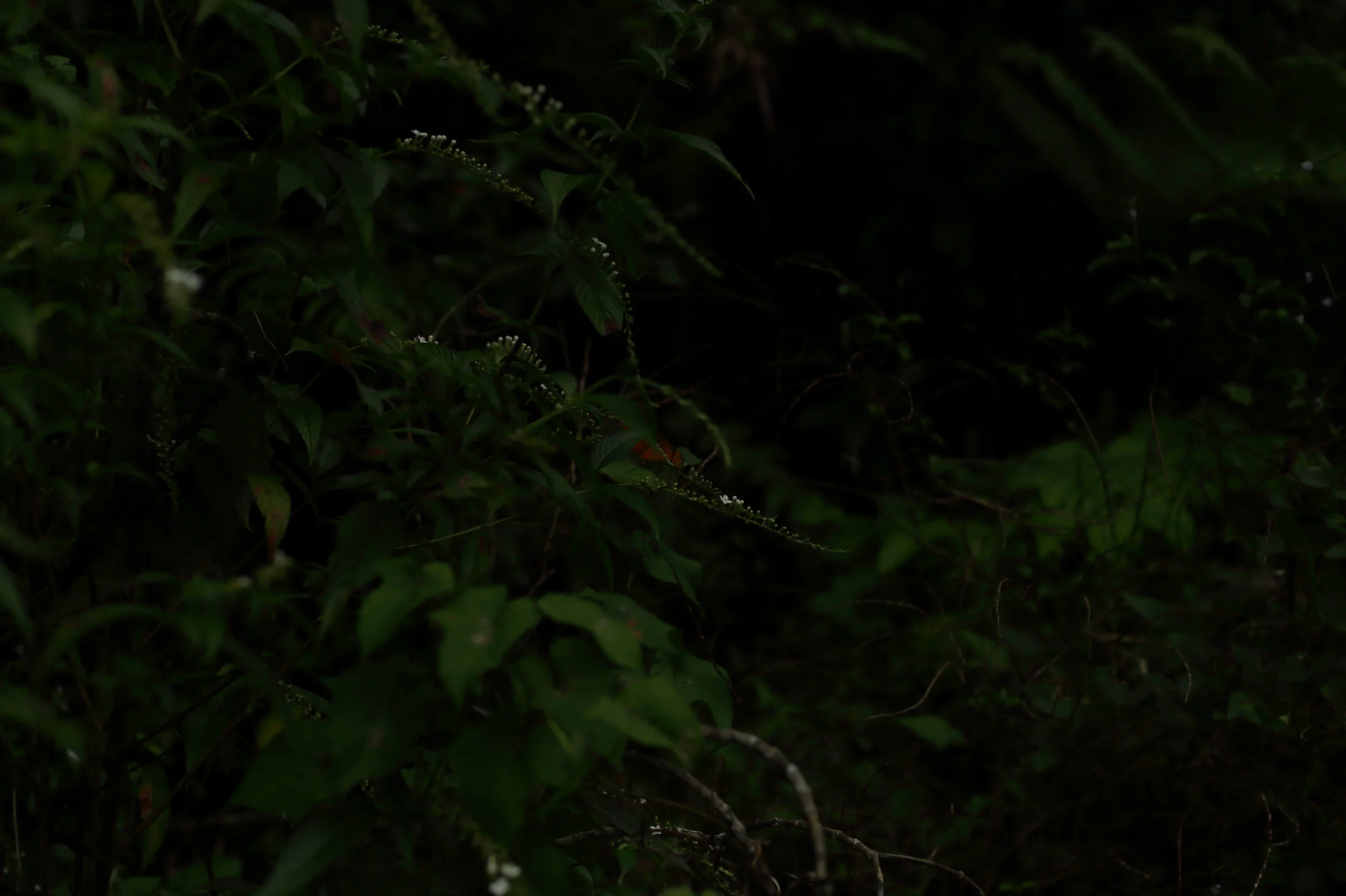 One of the only stills I could capture of the enormous butterflies in El Yunque