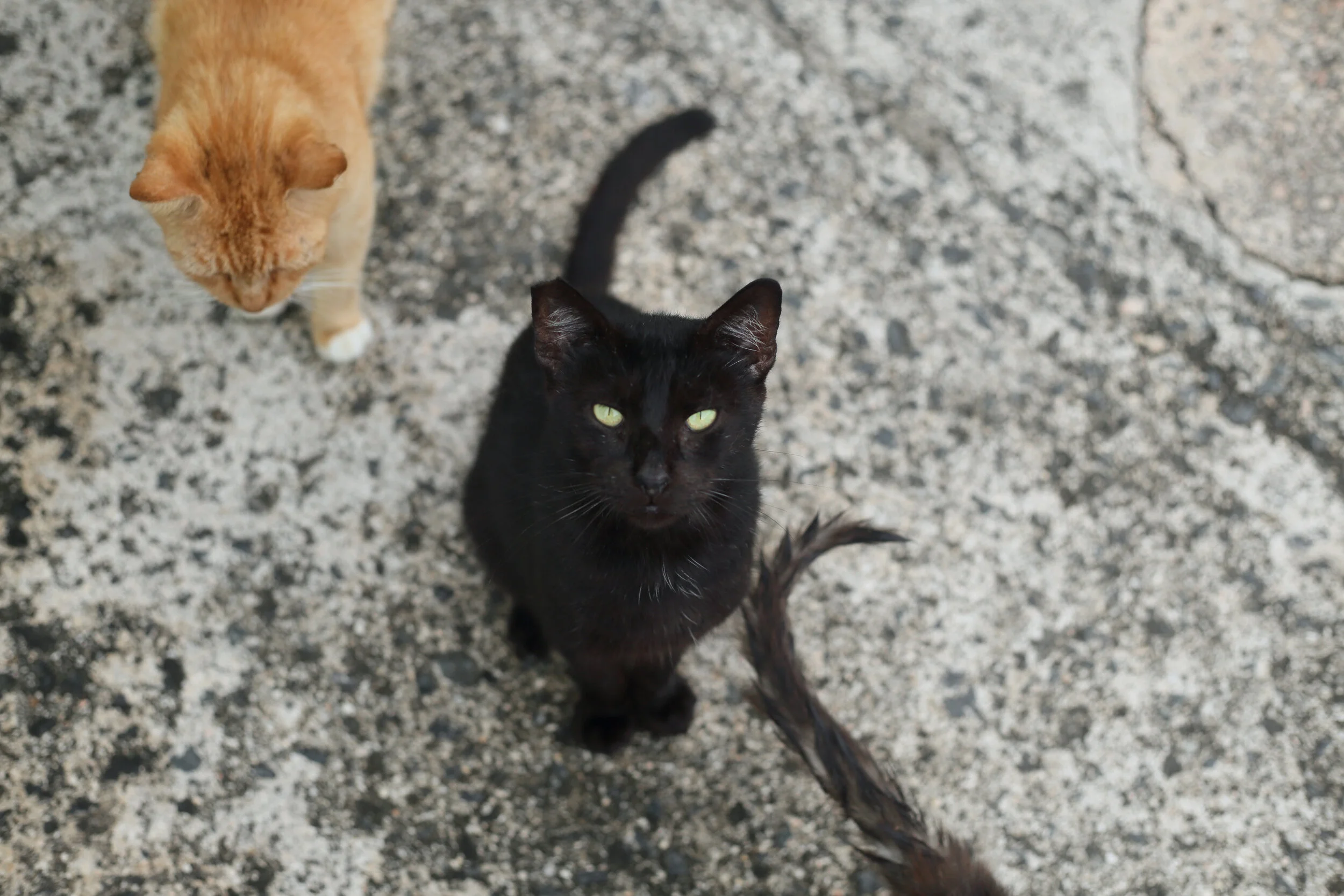 Cats that followed me in the roads