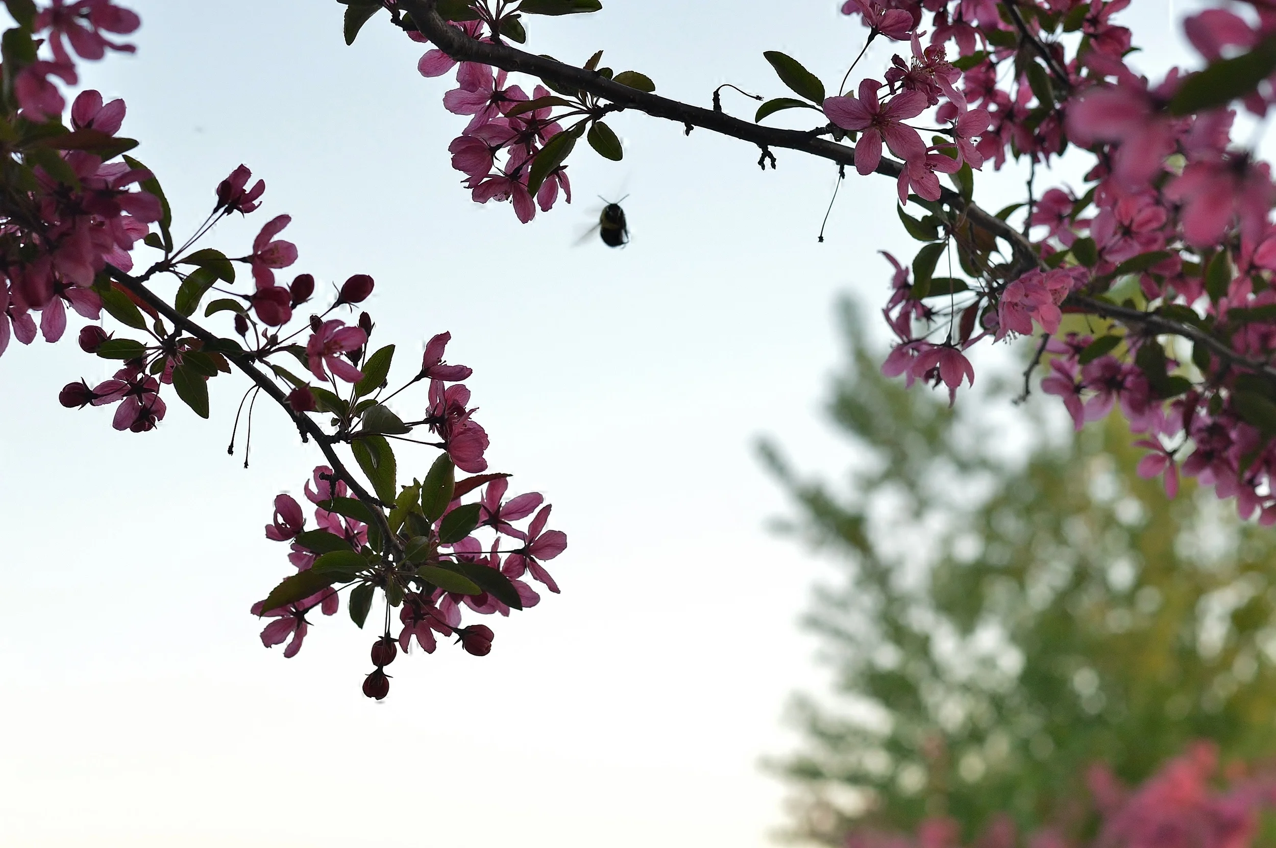 Crabapple Tree