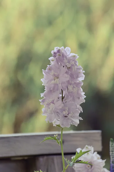  Delphinium