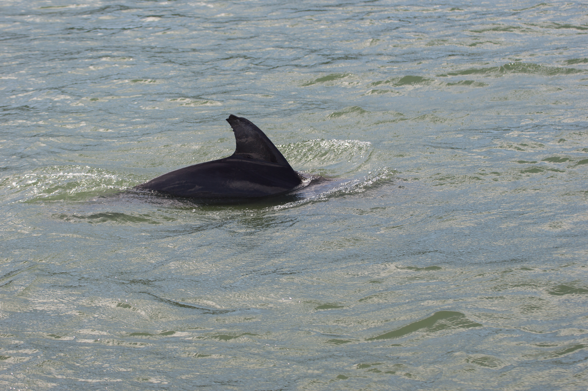 Marco Island - Nov 29 2015-103.jpg