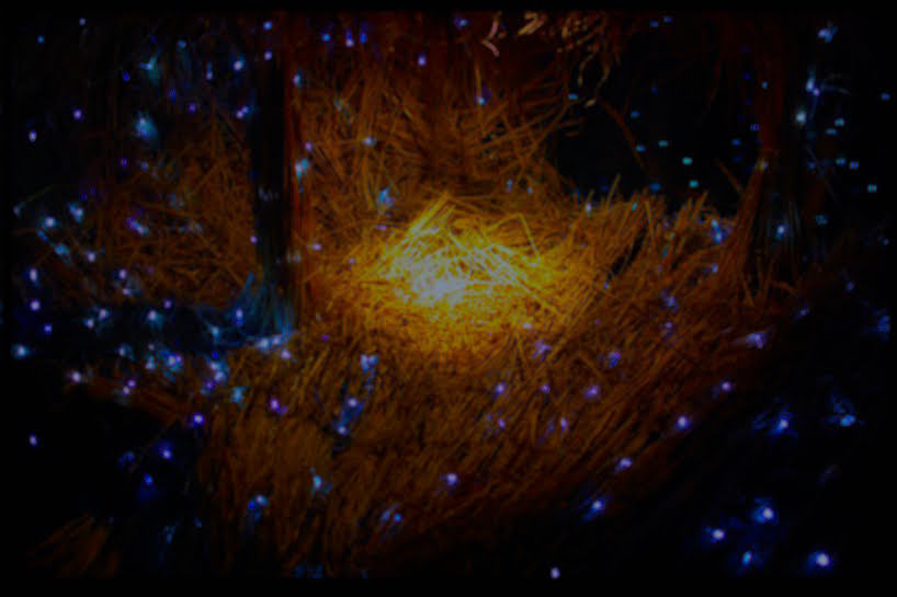 Dost thou in a manger lie