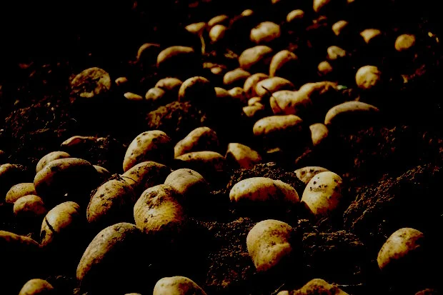 Irish Songs: The Praties