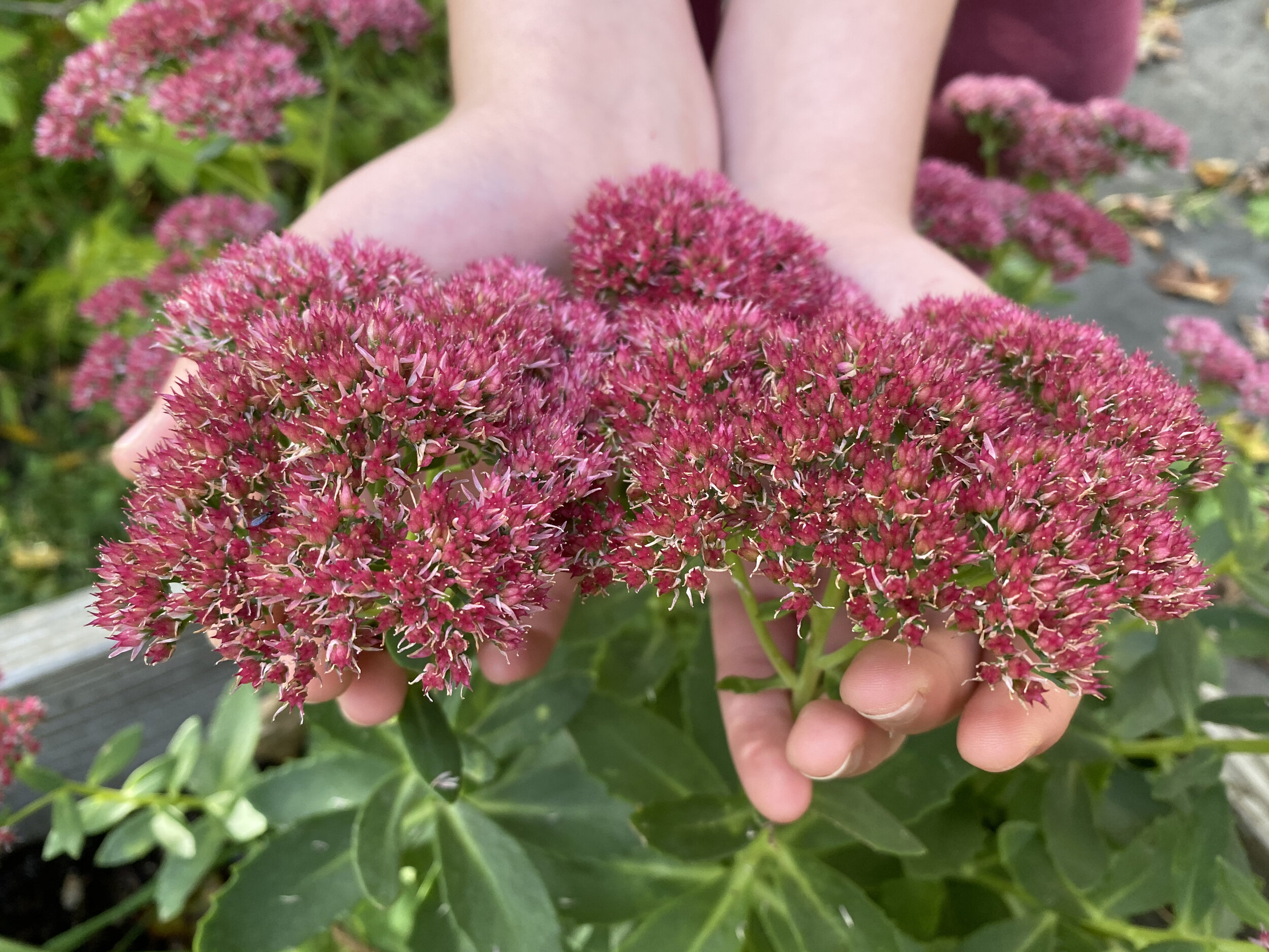 End-of-Summer Haibun