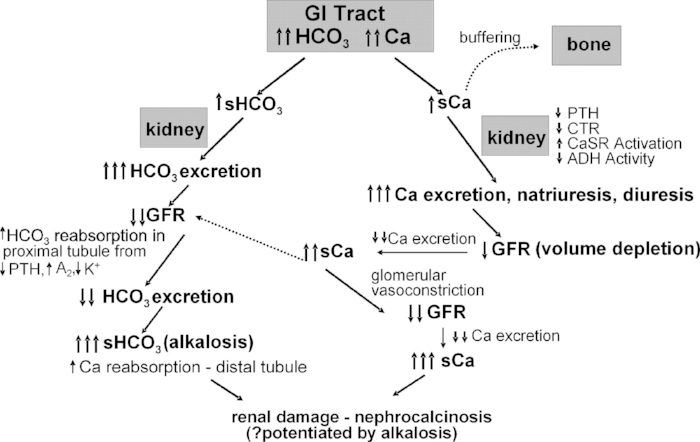 Schematic of how hypercalcemia and metabolic alkalosis are generated and maintained in the milk alkali syndrome. GI, gastrointestinal; HCO3, bicarbonate; CTR, calcitriol; ADH, antidiuretic hormone; A2, angiotensin 2; K+, potassium. An “s” preceding the name indicates serum. Clinical Journal of the American Society of Nephrology