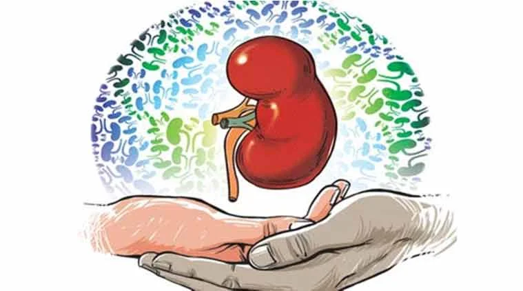kidney1.jpg