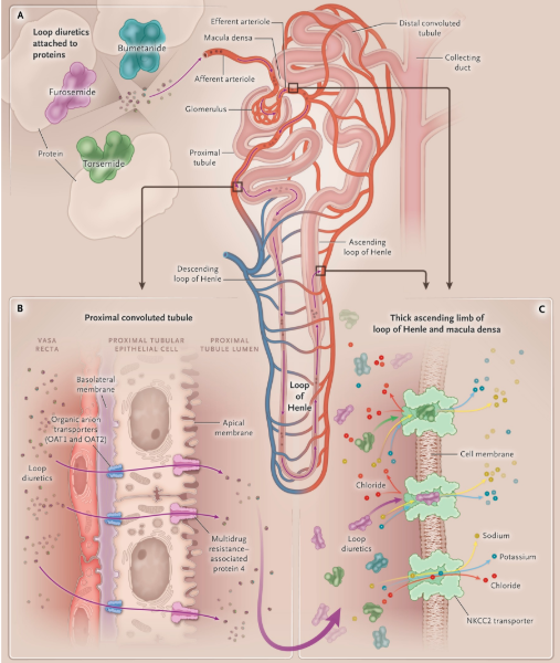 diuretic resistance.png