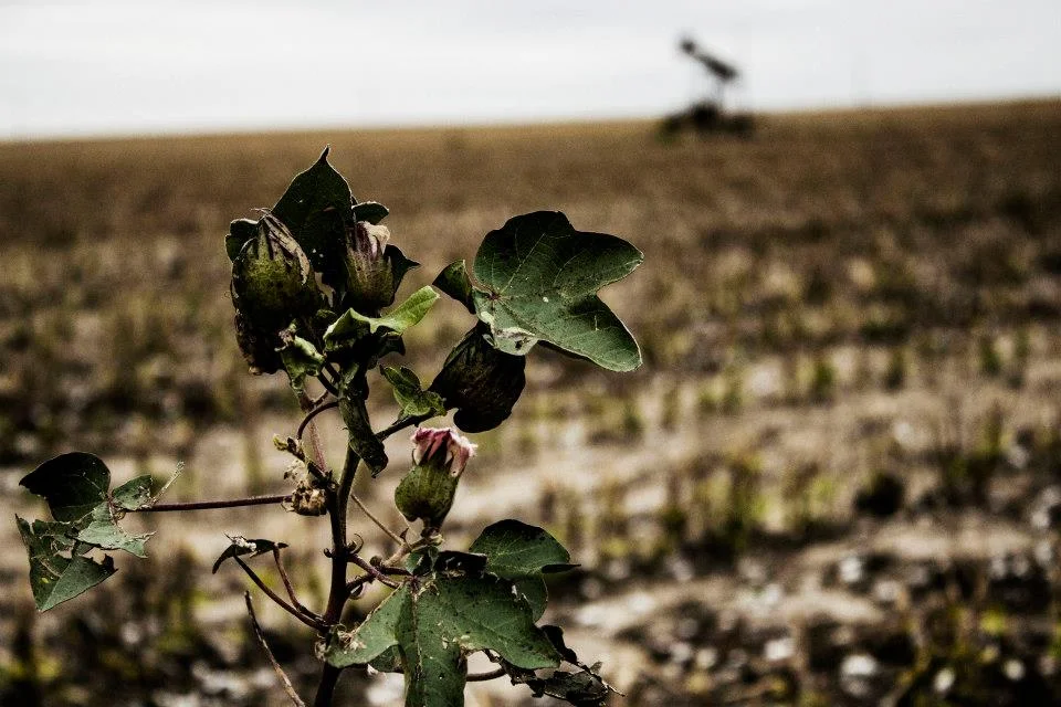 282907_4321071778020_1793745170_n.jpg