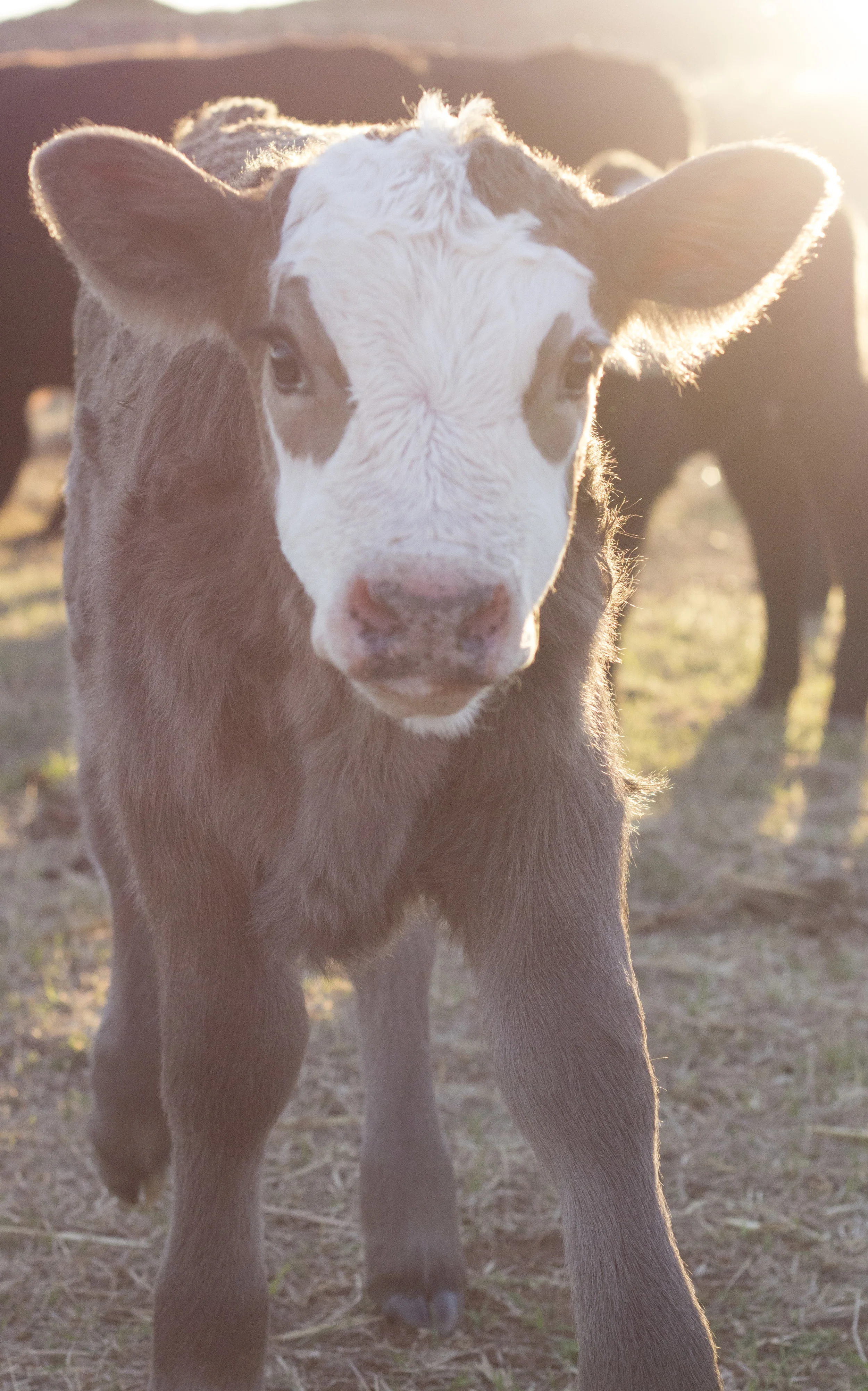 LLcalf.jpg