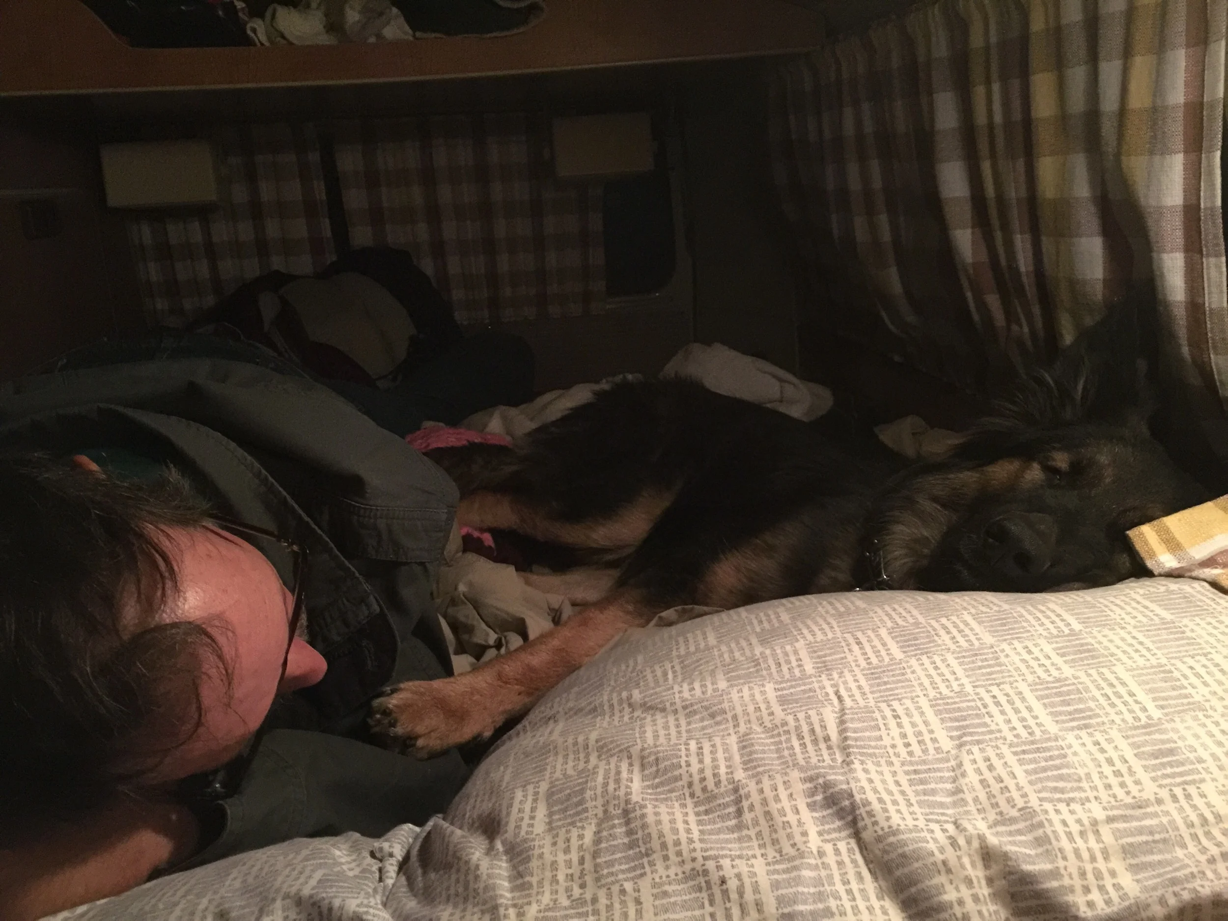 Brad and The Professor crashed after a hard day. Professor always seems to find my pillow.