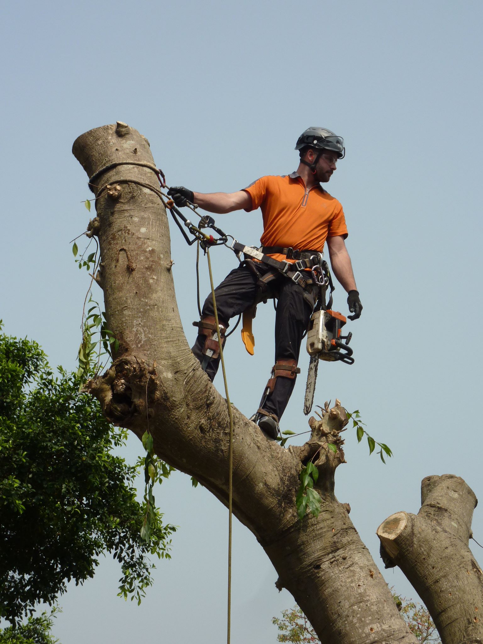 Contract Arborist and Training — Arboriculture International