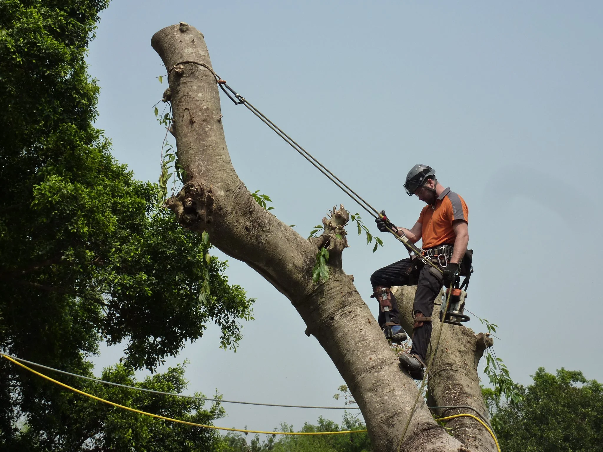 Contract Arborist and Training — Arboriculture International Tree