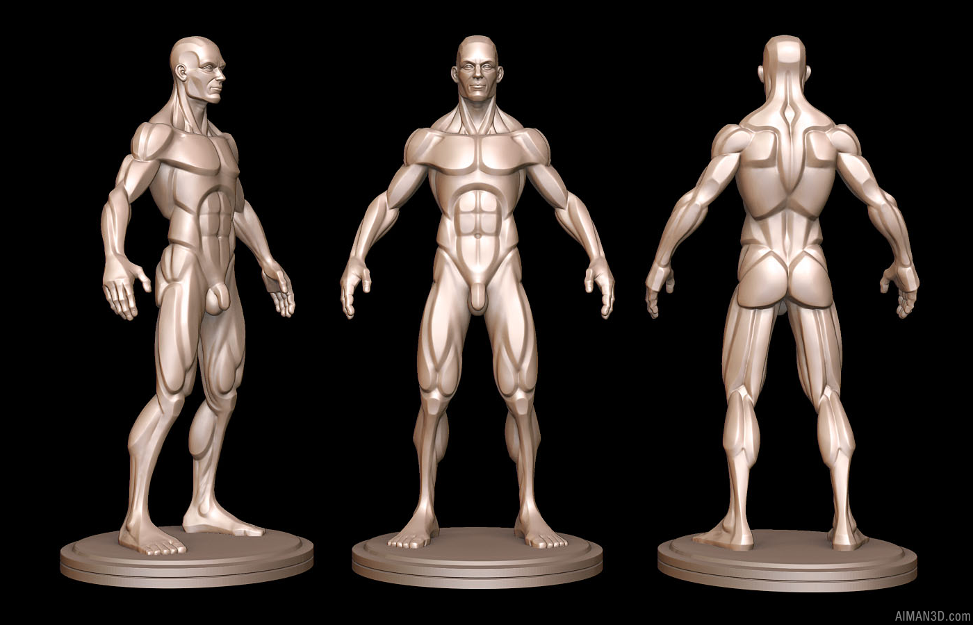 Idealized Male Ecorche Simplified.png