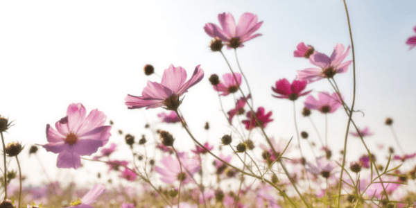 dppweb (23) (1).png