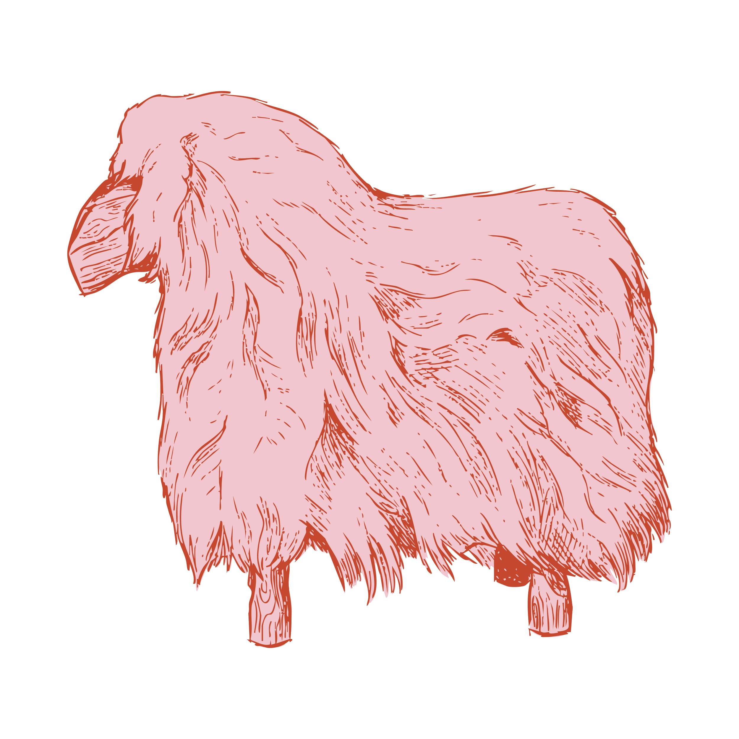Illustration of a pink cat with long fur, ears, and tail, standing on all fours against a black background.